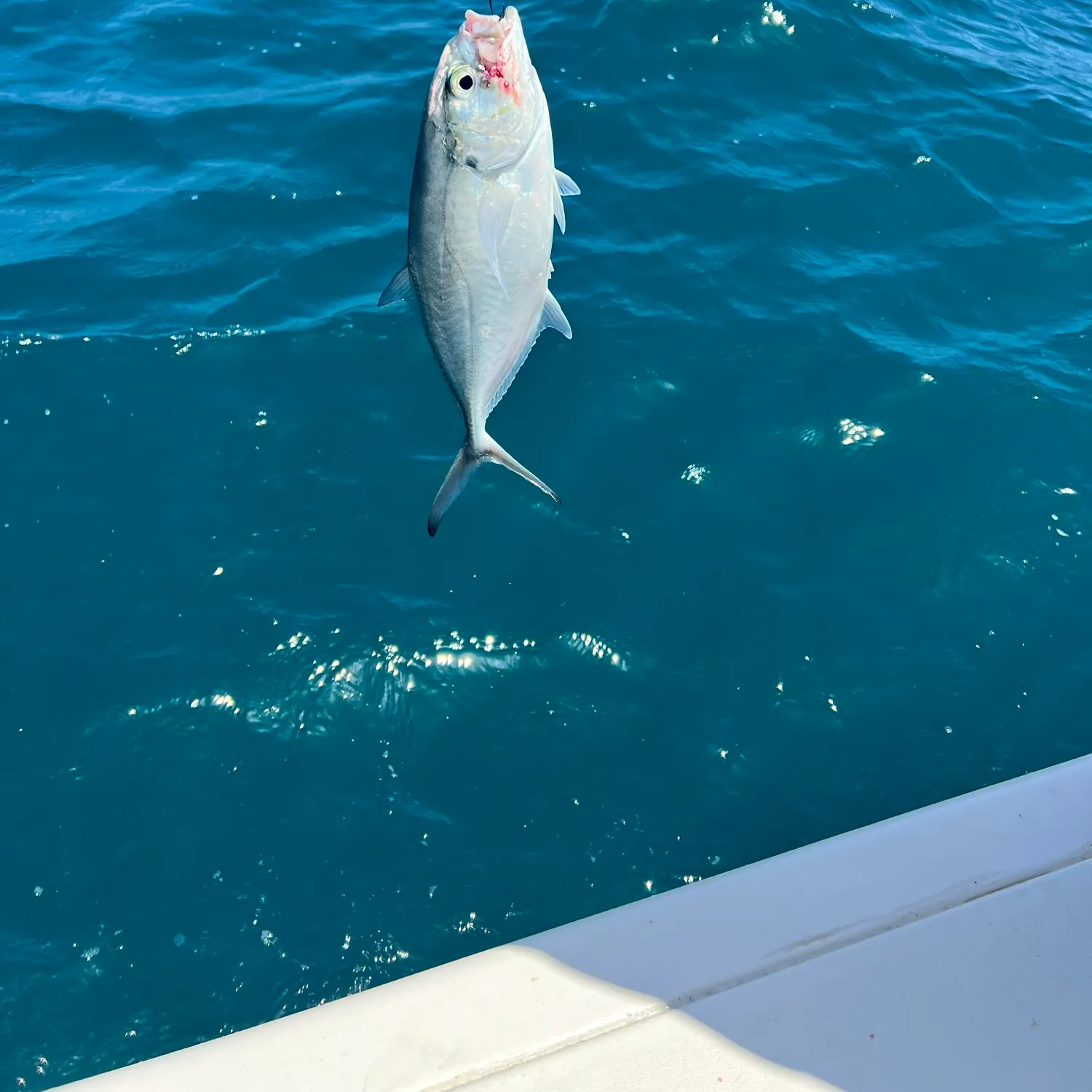 The most recent Blue runner catches on Fishbrain