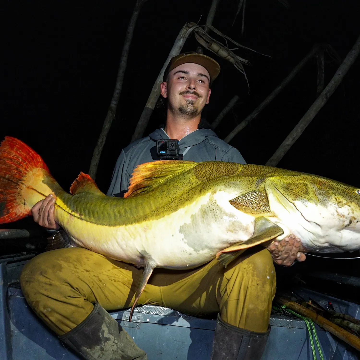 Redtail catfish caught on Fishbrain