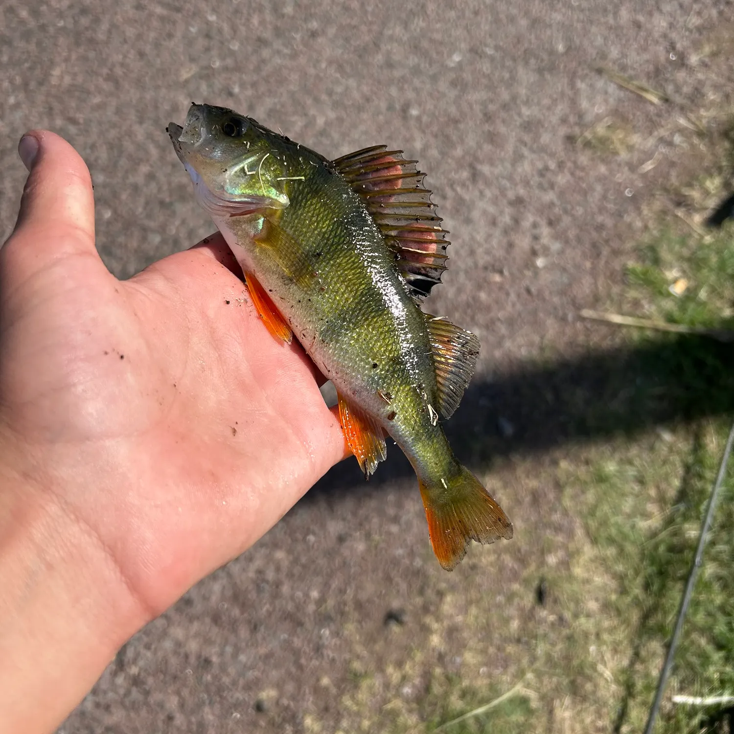 Fish caught on Fishbrain