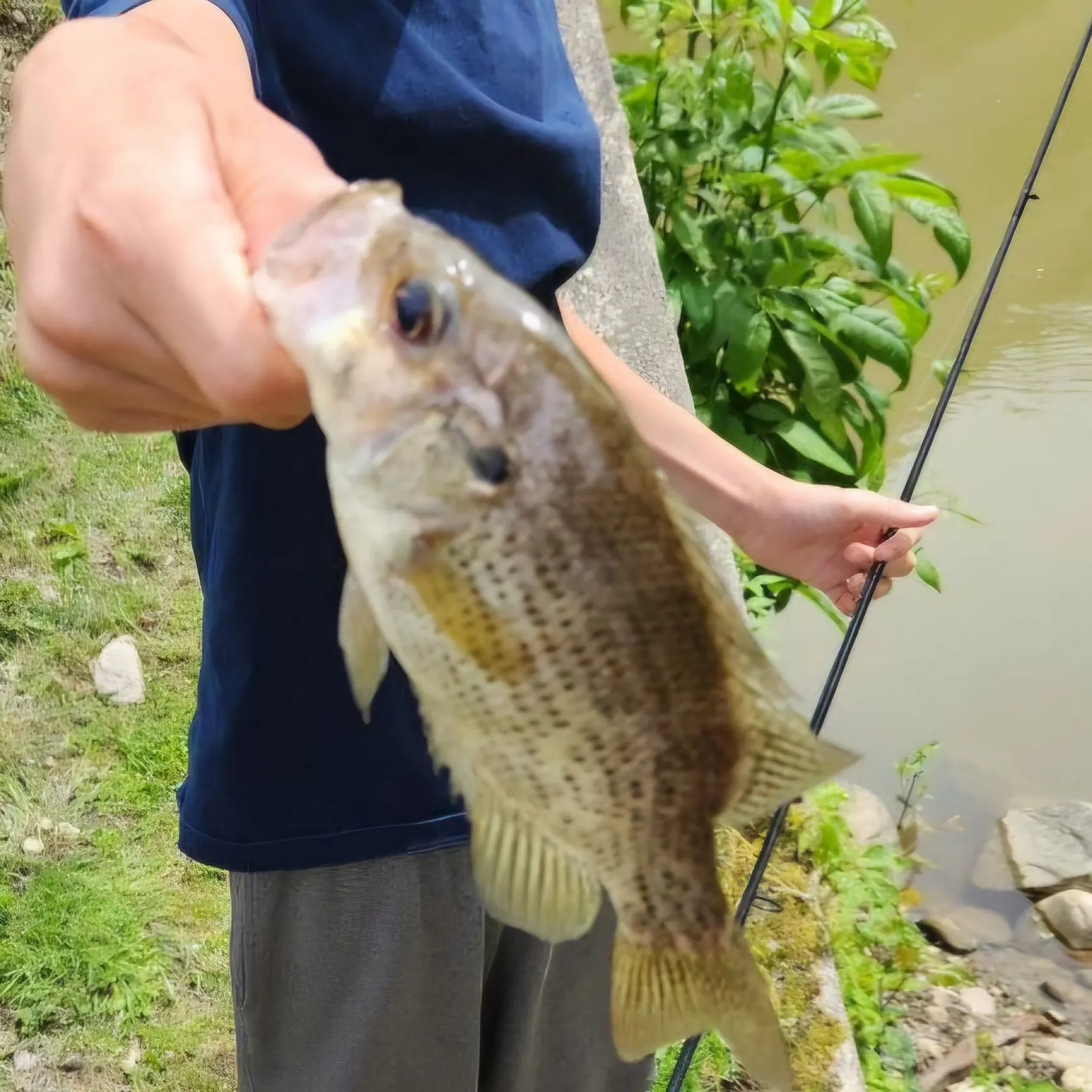 Rock bass caught on Fishbrain