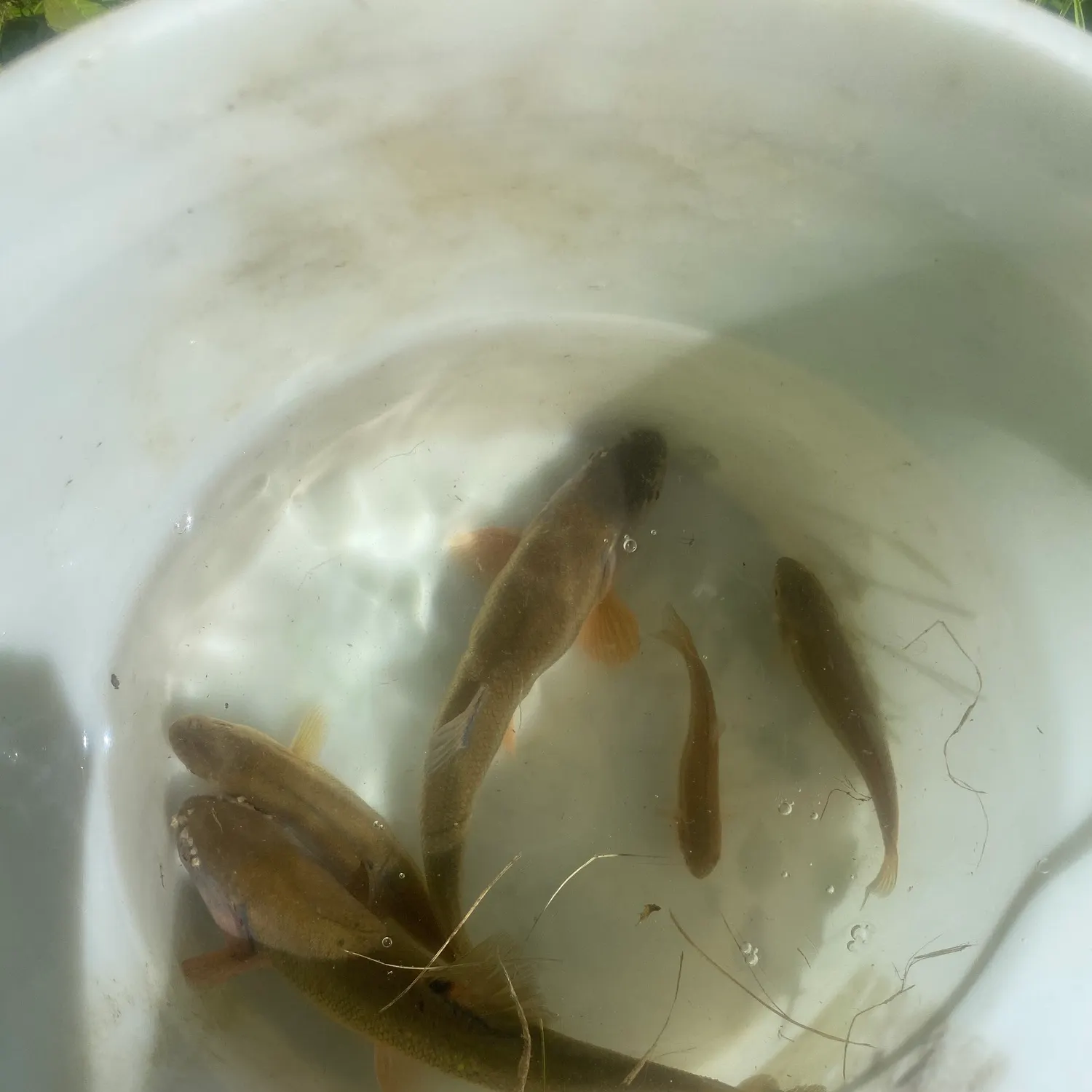 The most recent European chub catches on Fishbrain