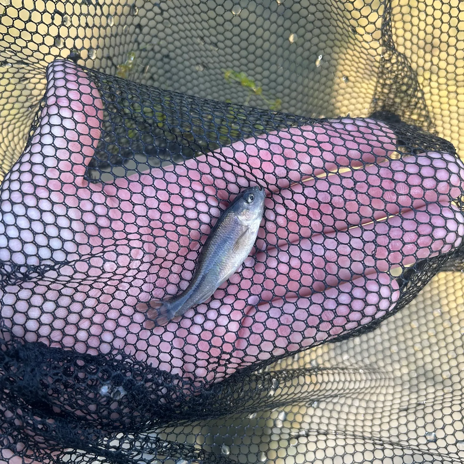 The most recent Fathead minnow catches on Fishbrain