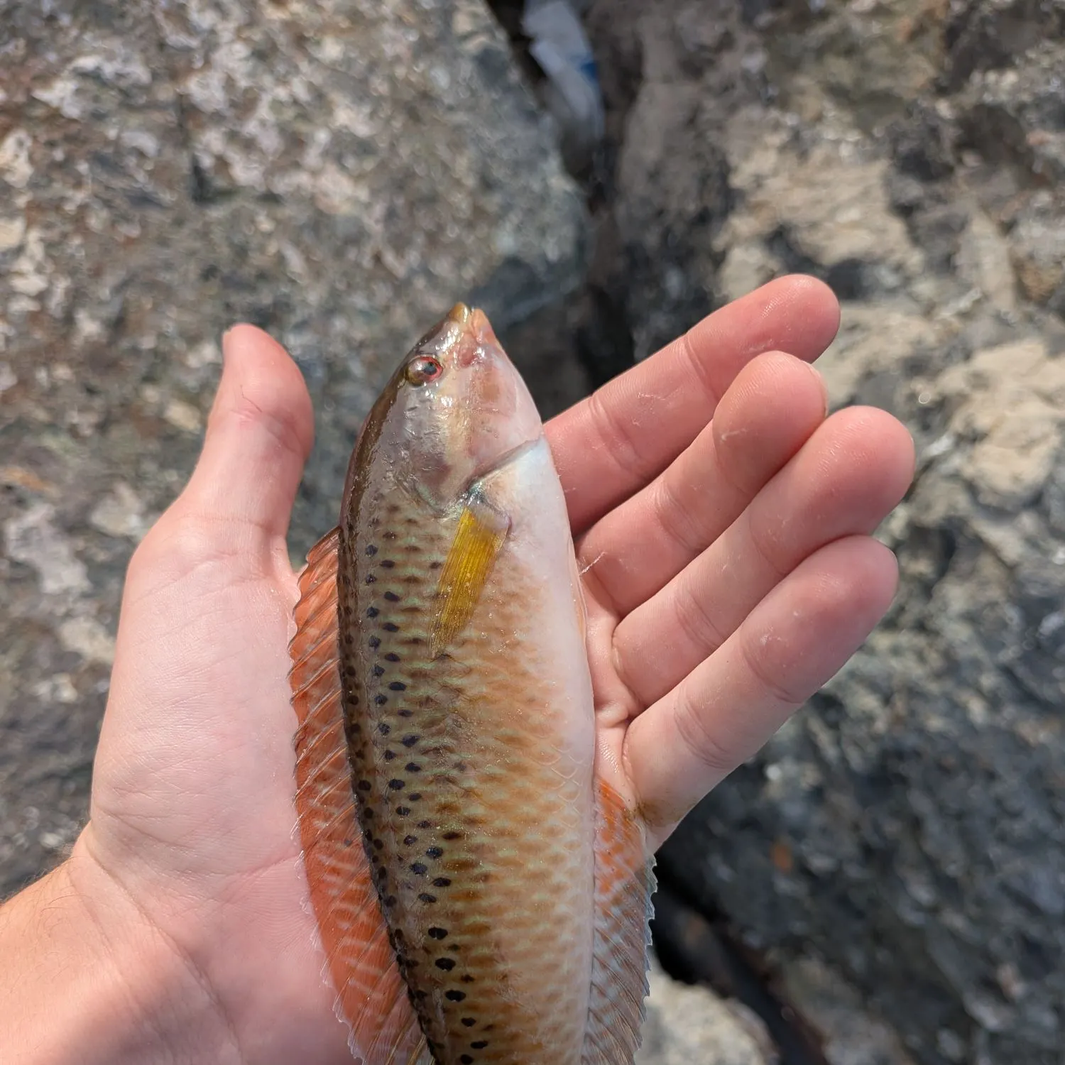 The most recent Rock wrasse catches on Fishbrain