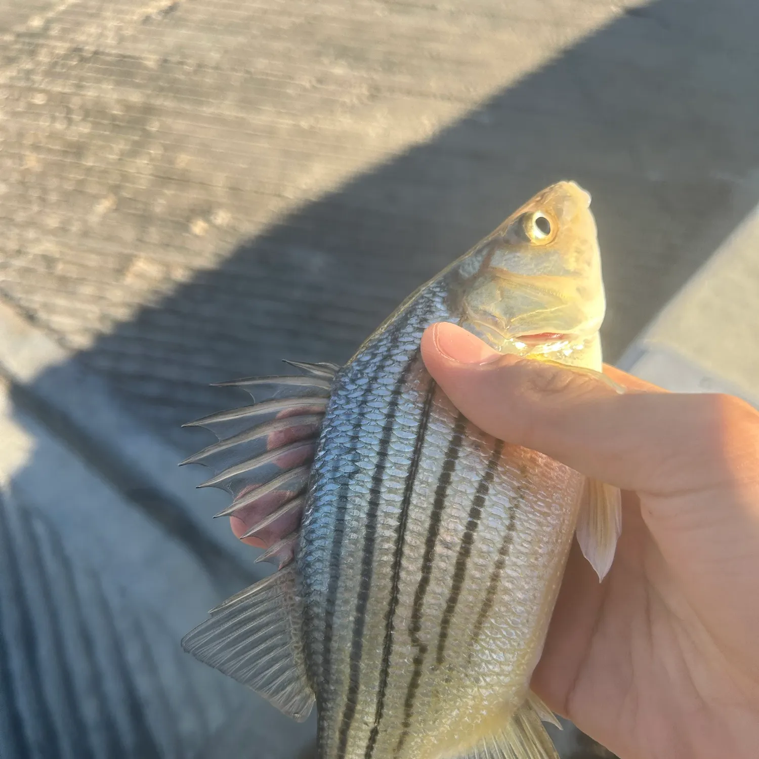 Yellow bass caught on Fishbrain