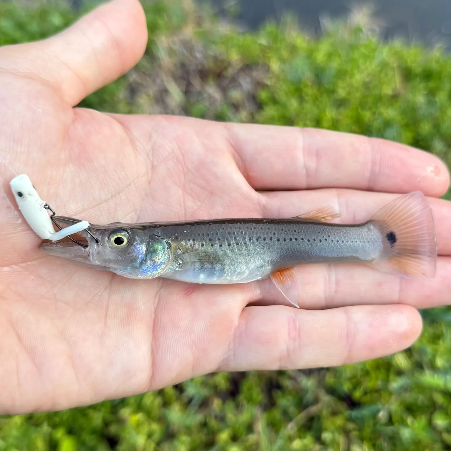 The most recent Pike killifish catches on Fishbrain