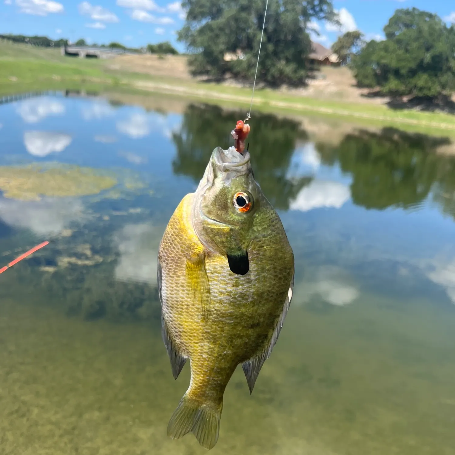 Redbreast sunfish caught on Fishbrain