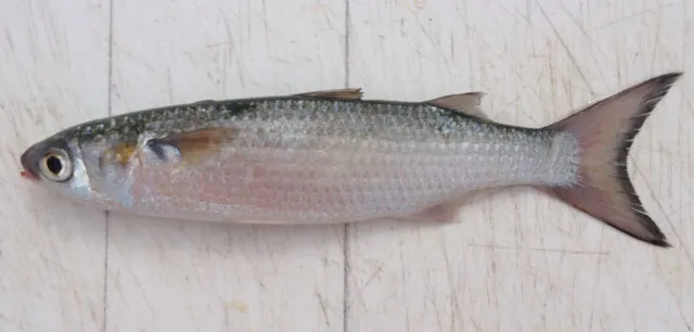 Silver mullet