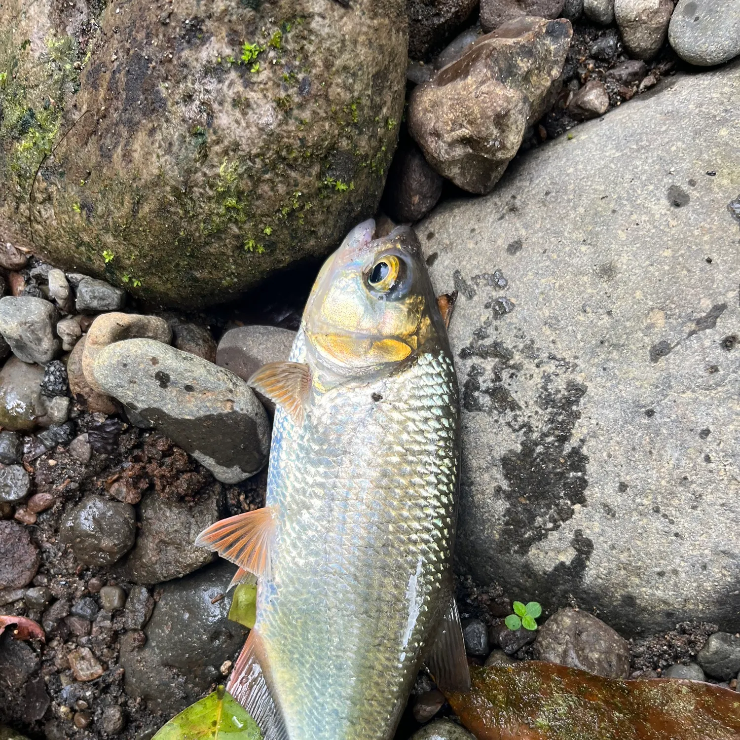 The most recent Machaca catches on Fishbrain