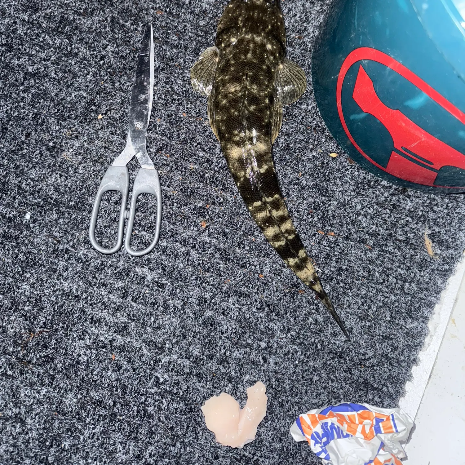 The most recent Fringe-eyed flathead catches on Fishbrain