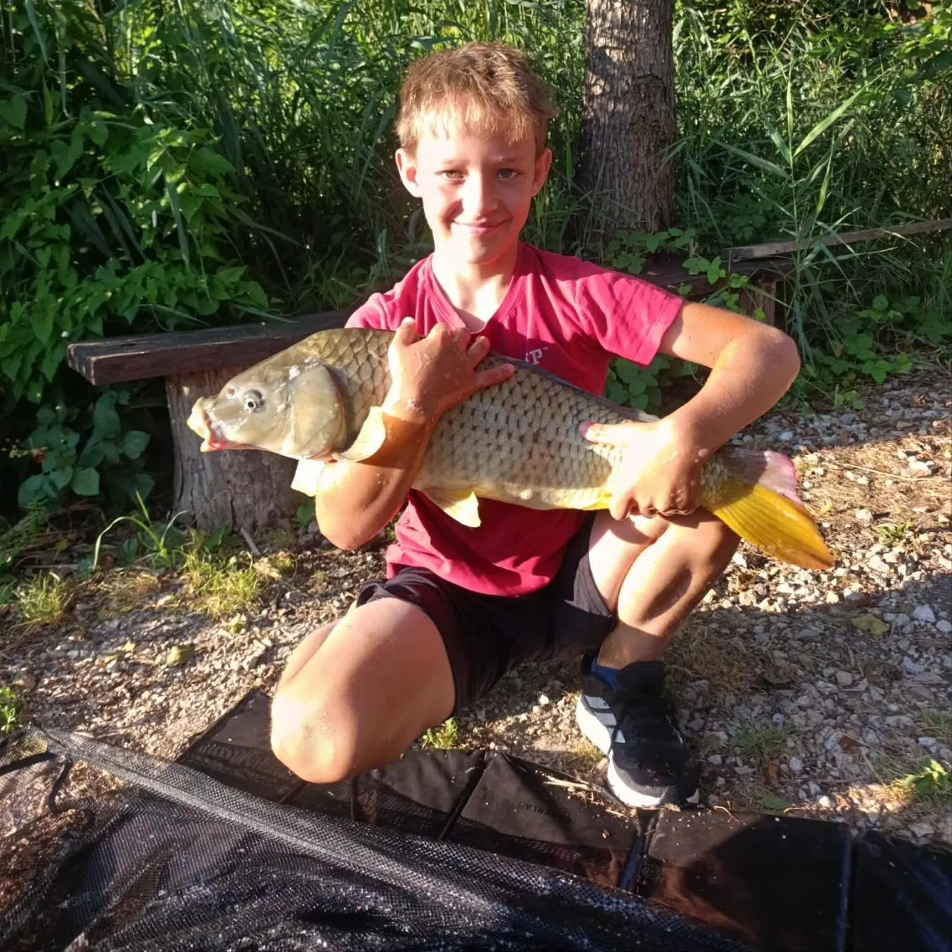 Common carp caught on Fishbrain