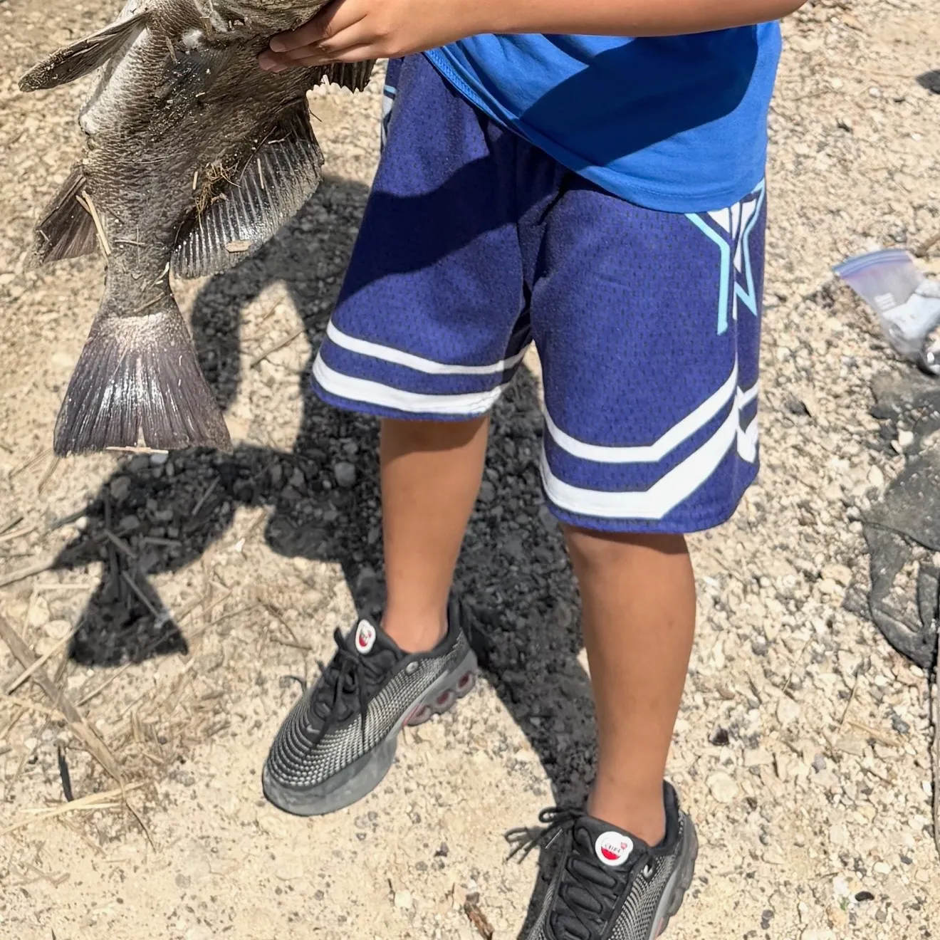 Black drum caught on Fishbrain