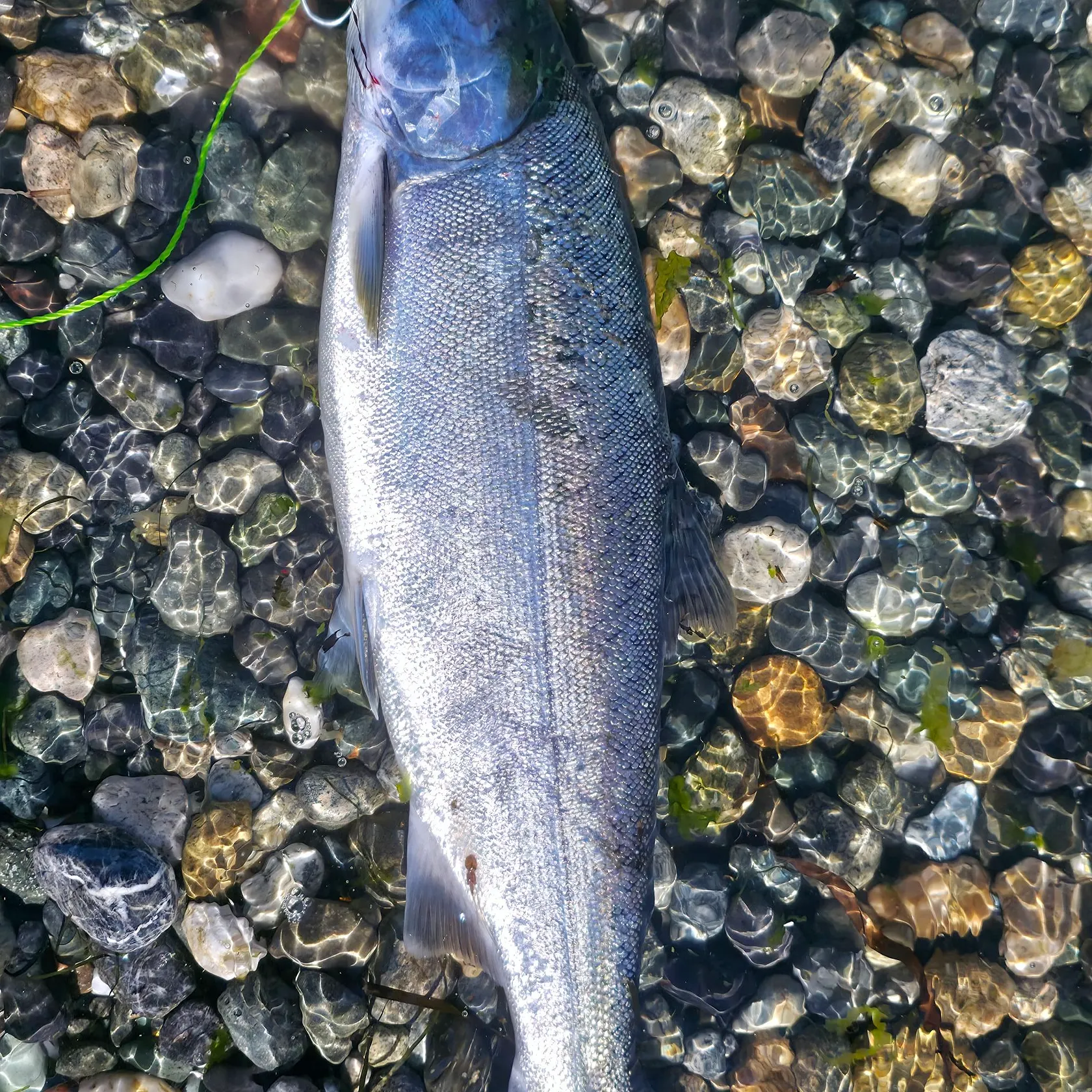 Coho salmon caught on Fishbrain