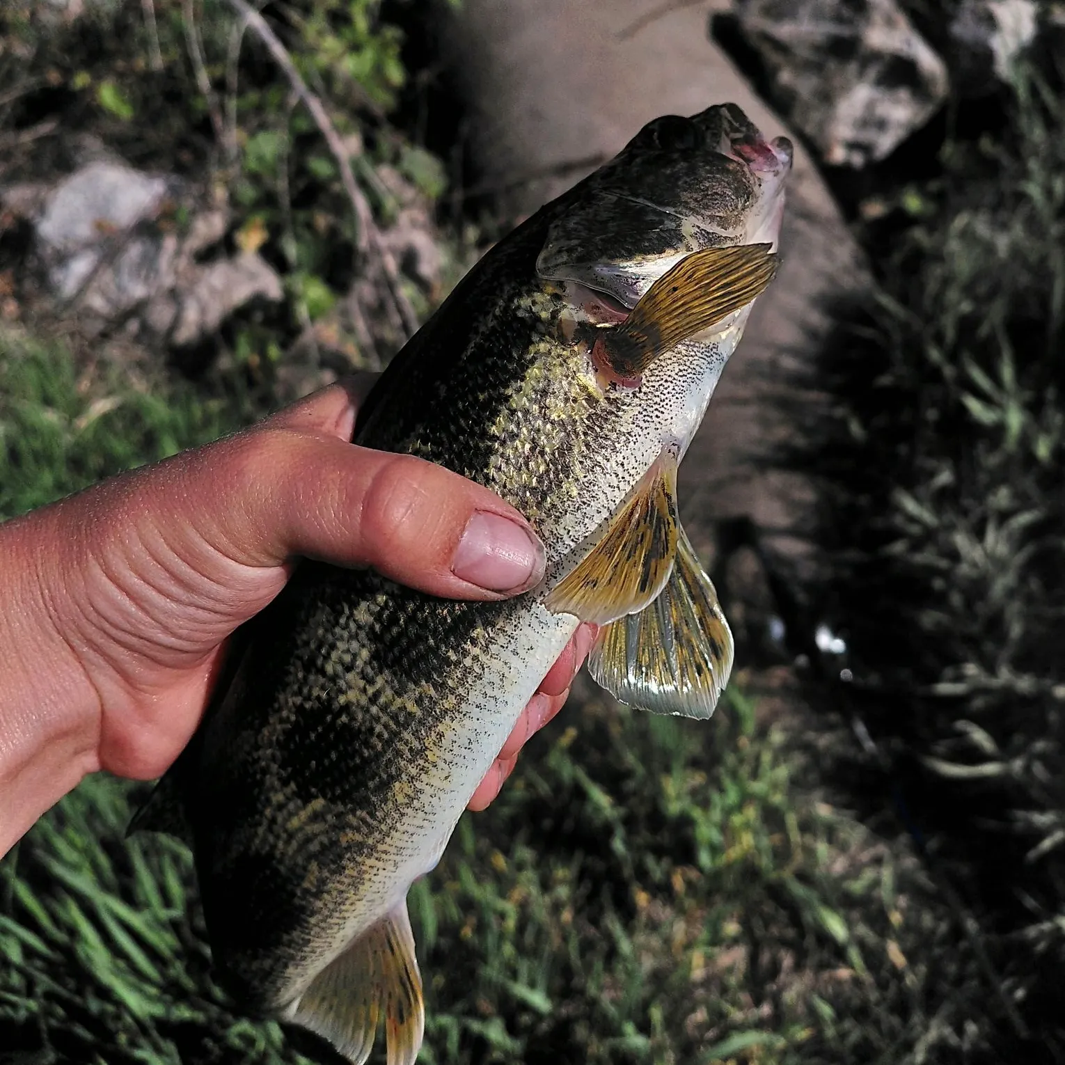 The most recent Sauger catches on Fishbrain