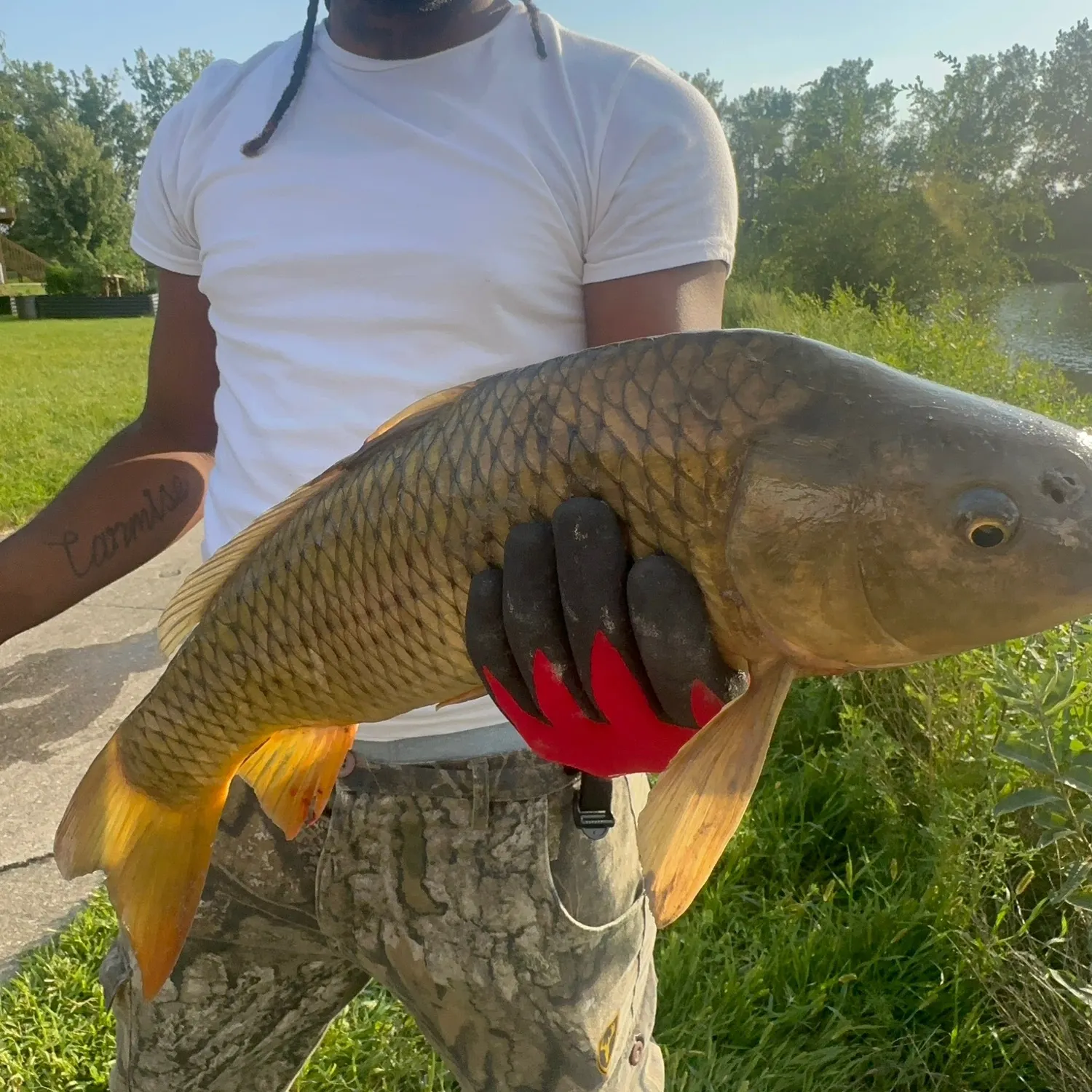 Common carp caught on Fishbrain