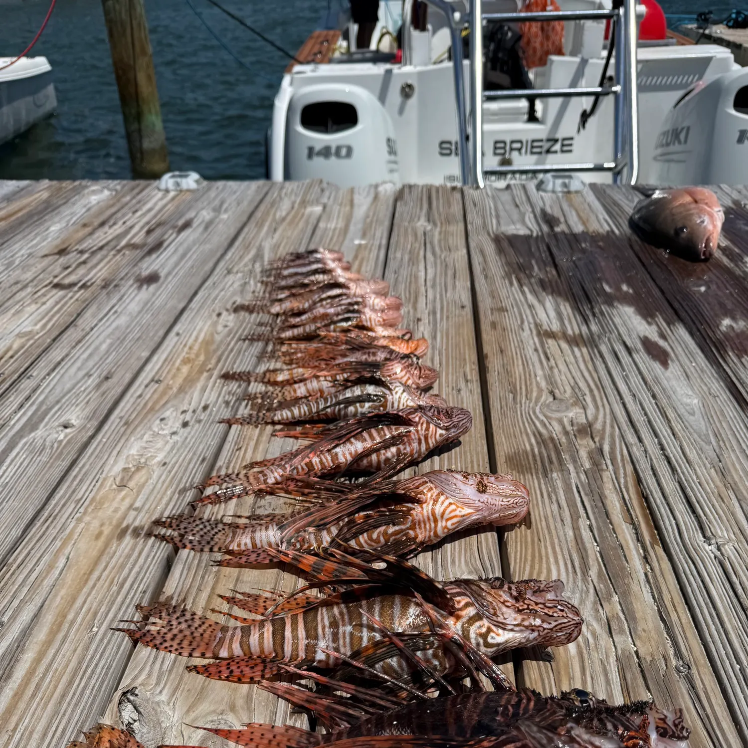 The most recent Red lionfish catches on Fishbrain