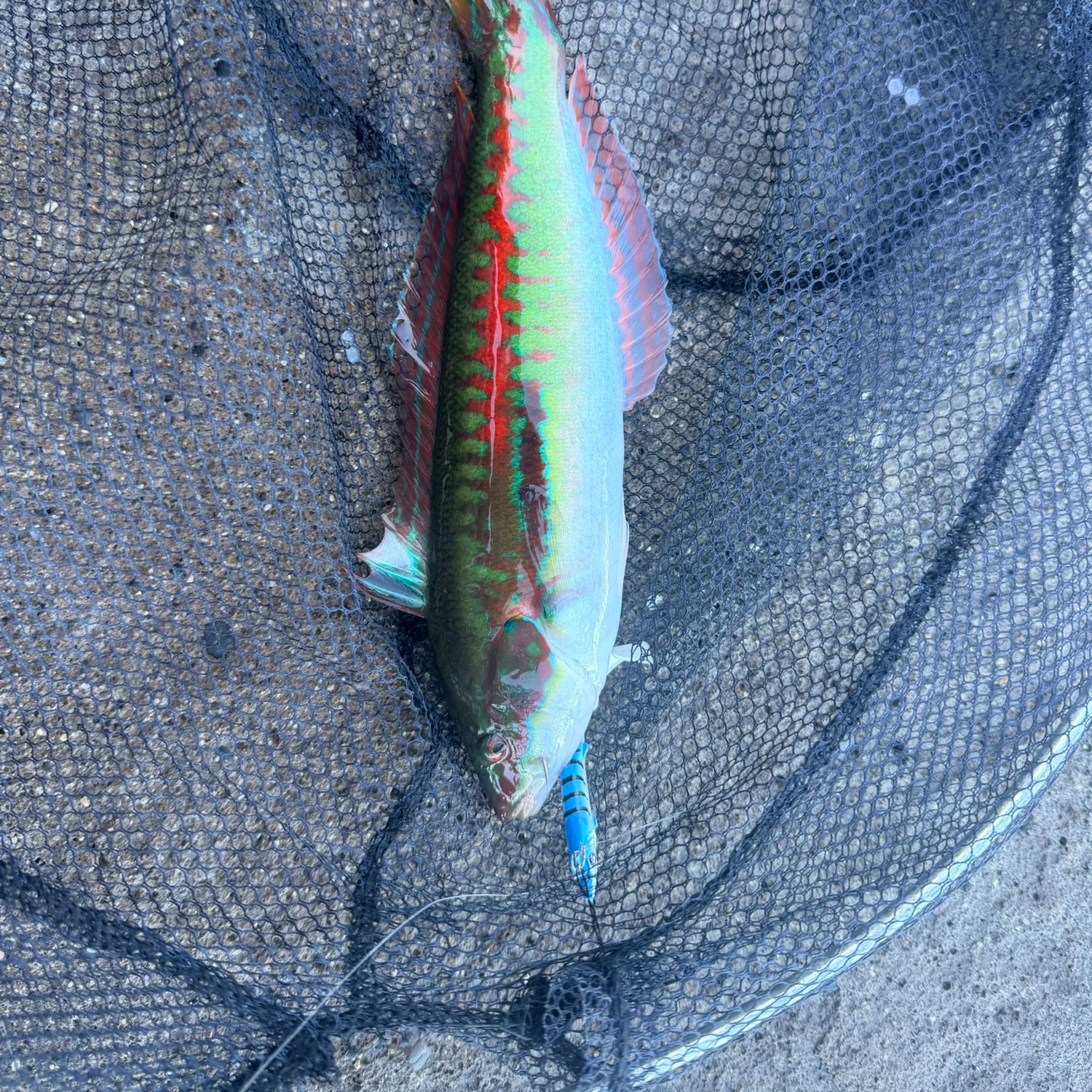 Mediterranean rainbow wrasse caught on Fishbrain