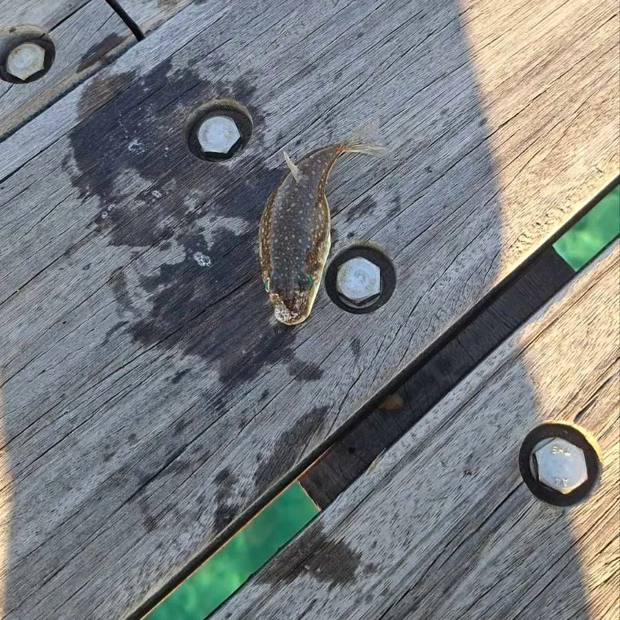 The most recent Silver-cheeked toadfish catches on Fishbrain