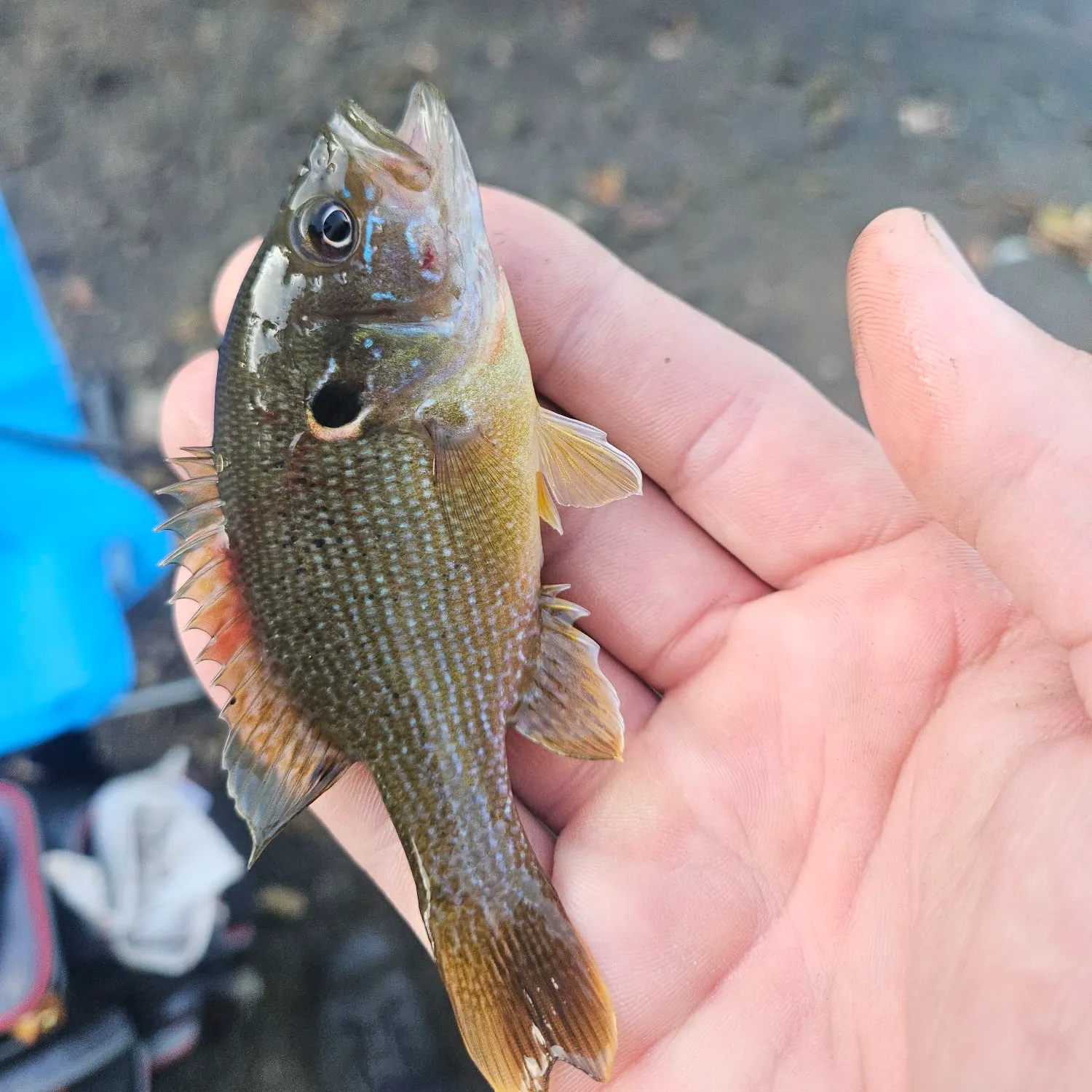 Green sunfish caught on Fishbrain