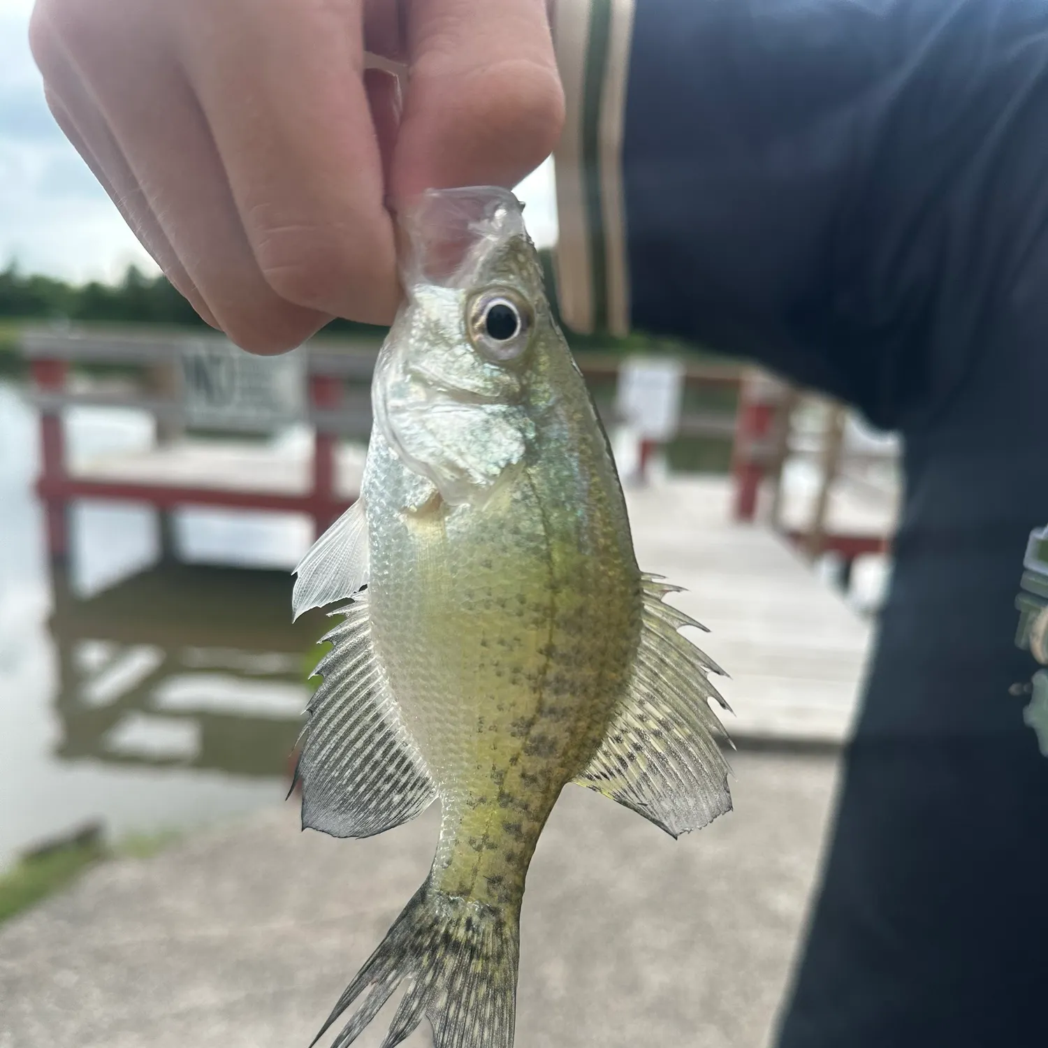 White crappie caught on Fishbrain