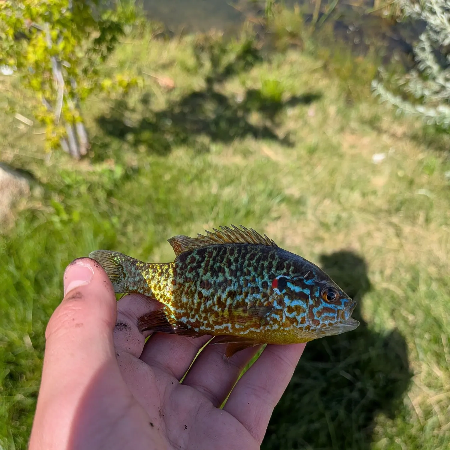 Fish caught on Fishbrain
