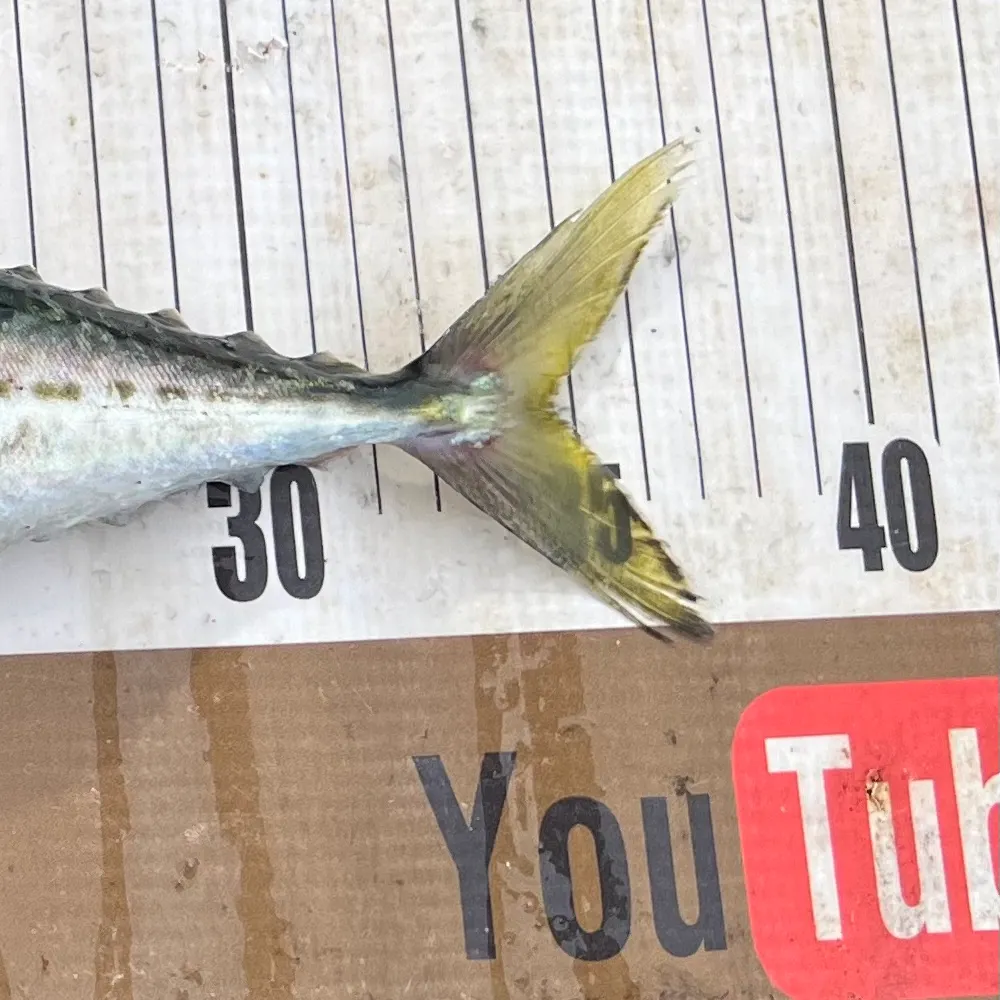 The most recent Blue mackerel catches on Fishbrain