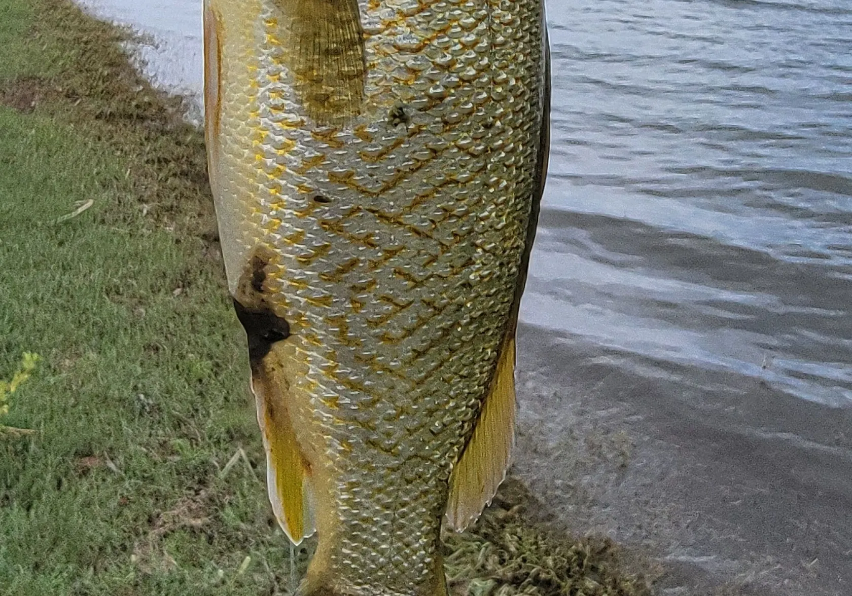 Spangled perch