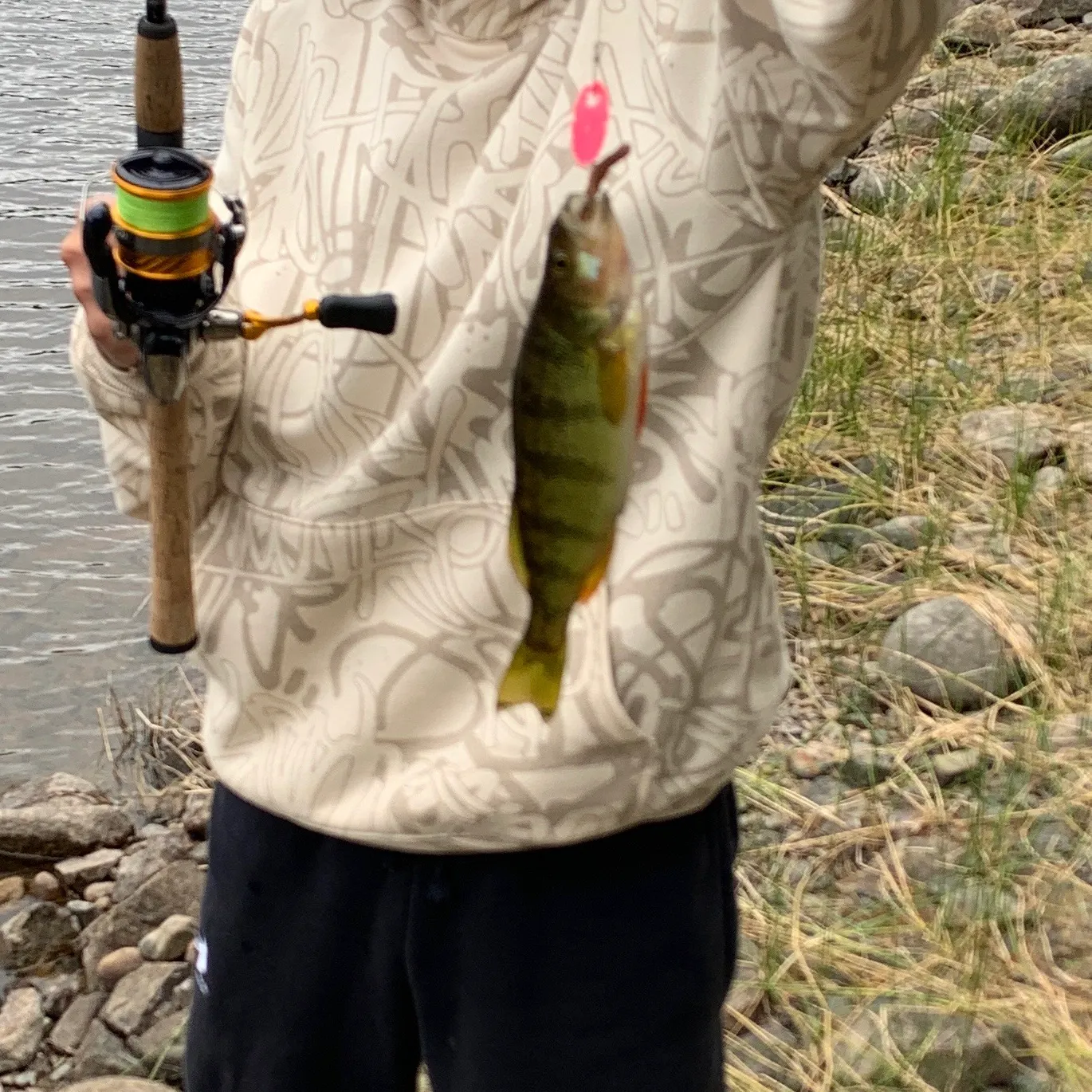 Yellow perch caught on Fishbrain