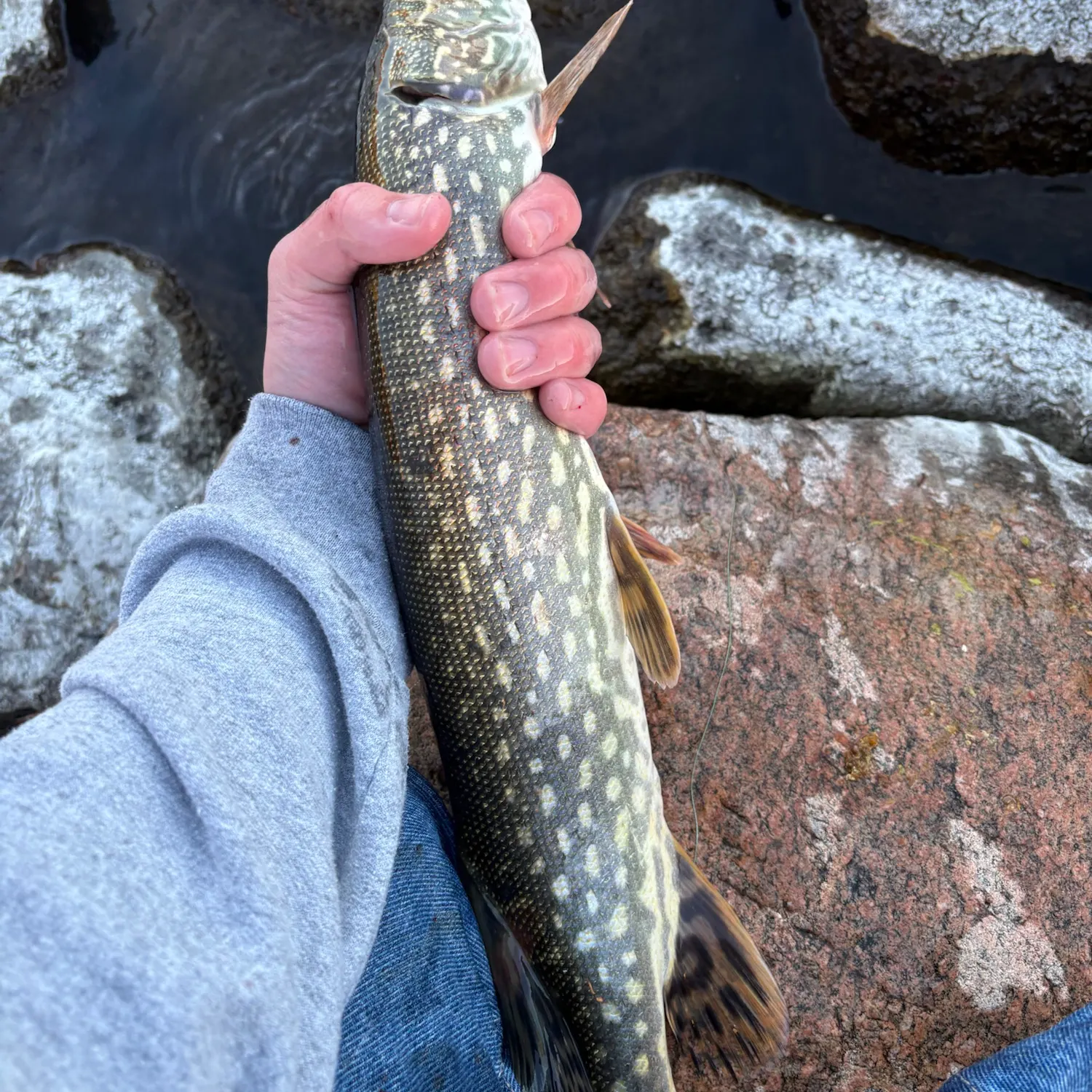 Northern pike caught on Fishbrain