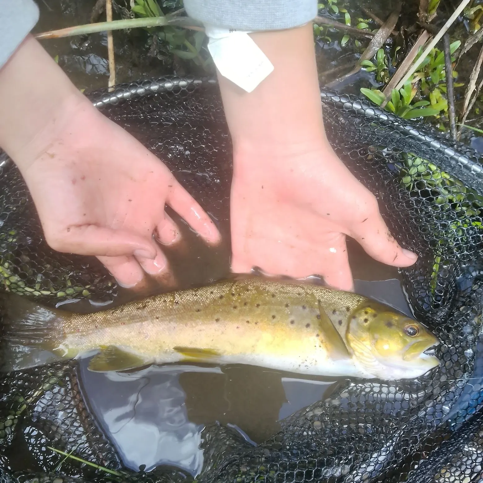 Brown trout caught on Fishbrain