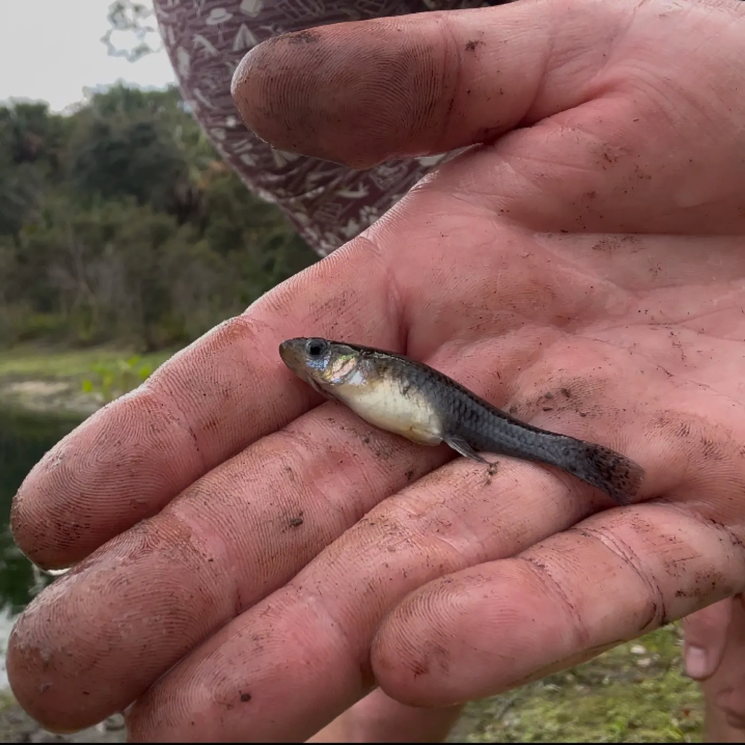 The most popular recent Eastern mosquitofish catch on Fishbrain