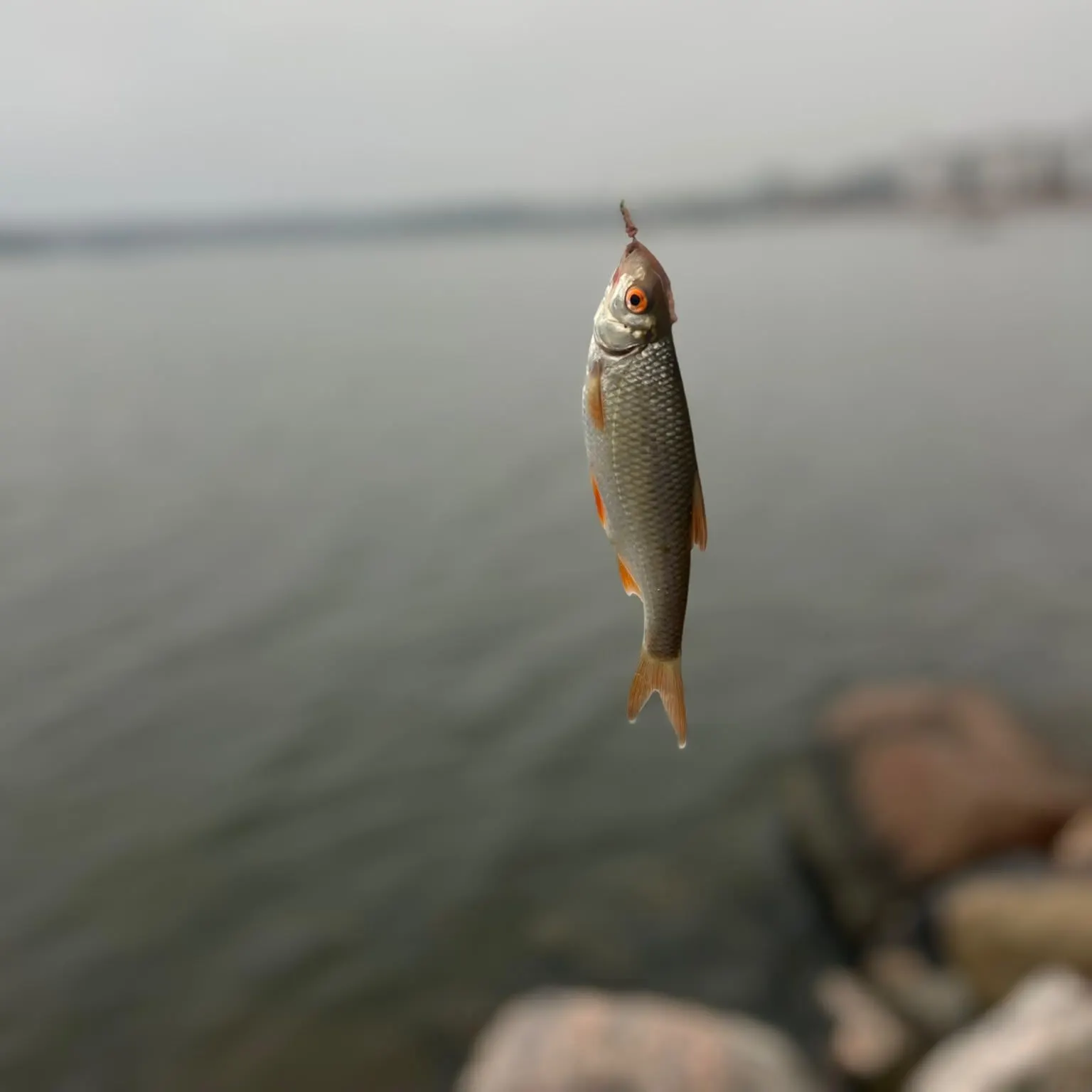 Common roach caught on Fishbrain