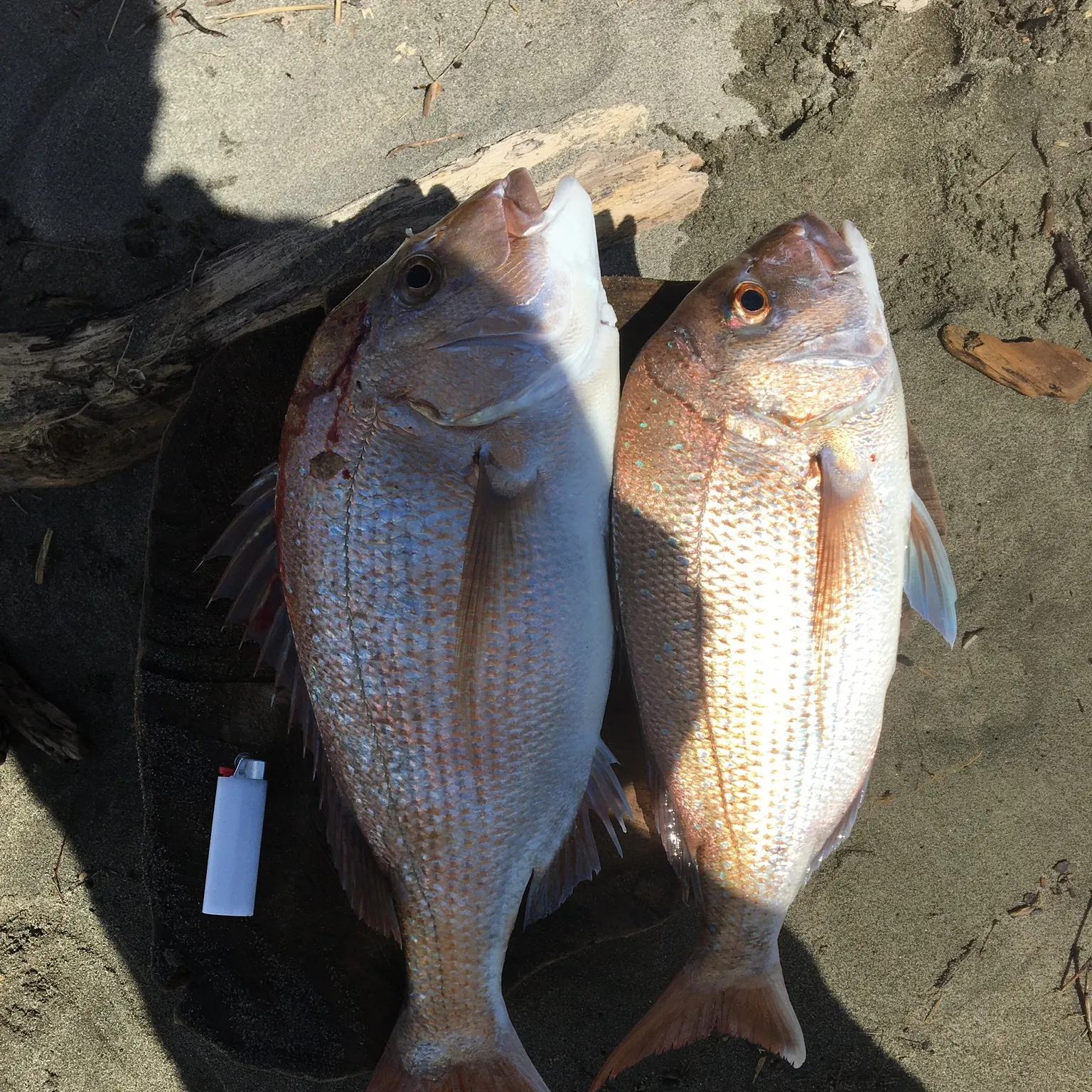recently logged catches