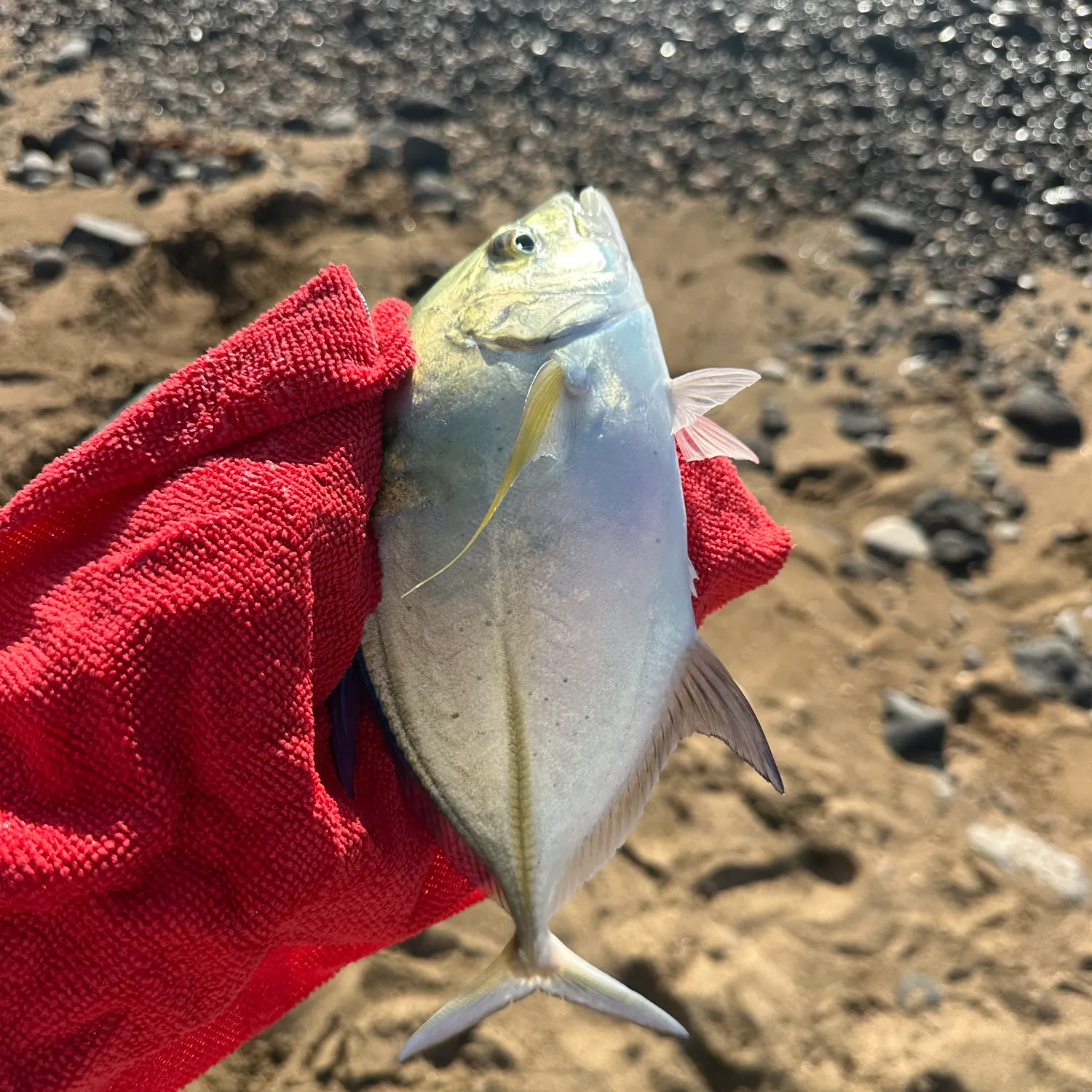 Fish caught on Fishbrain