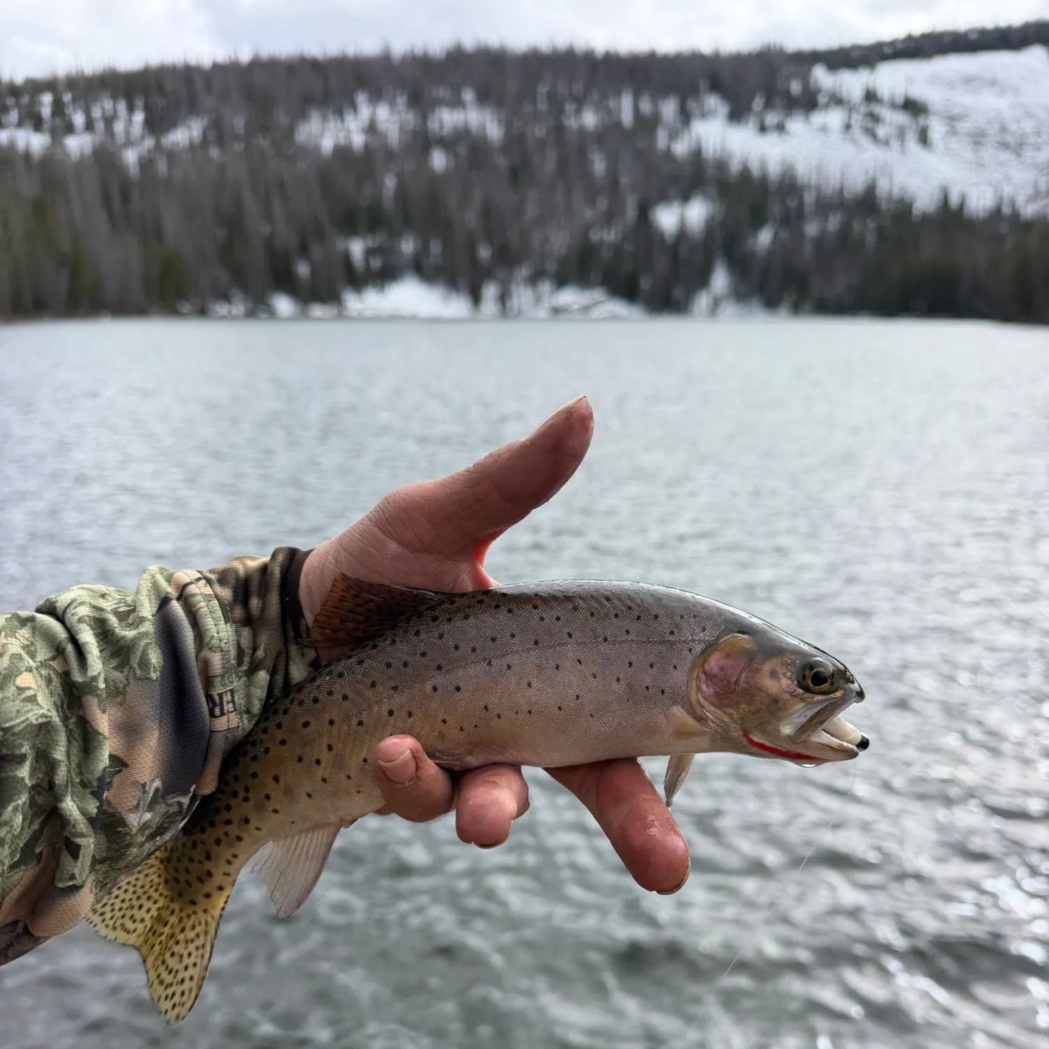 The most recent Colorado river cutthroat trout catches on Fishbrain