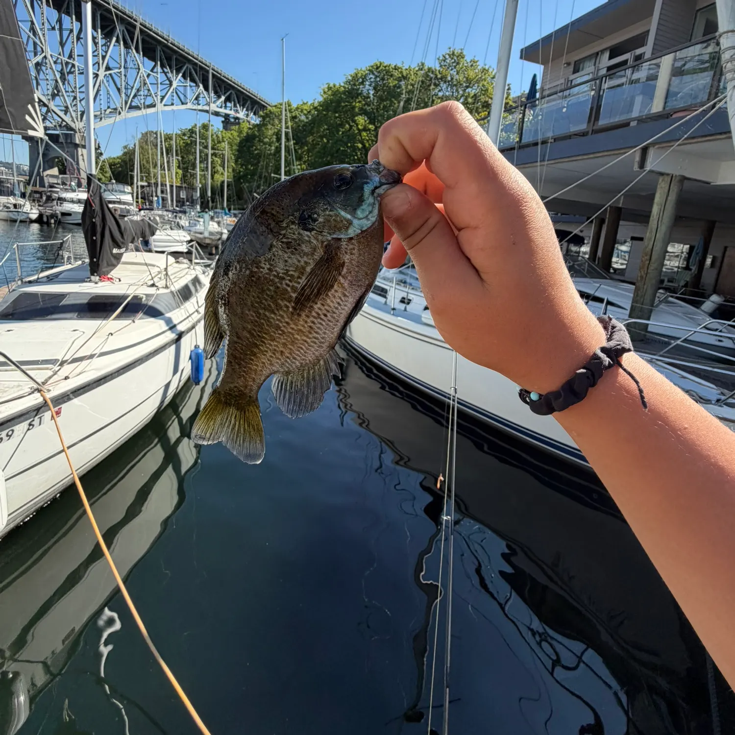 recently logged catches