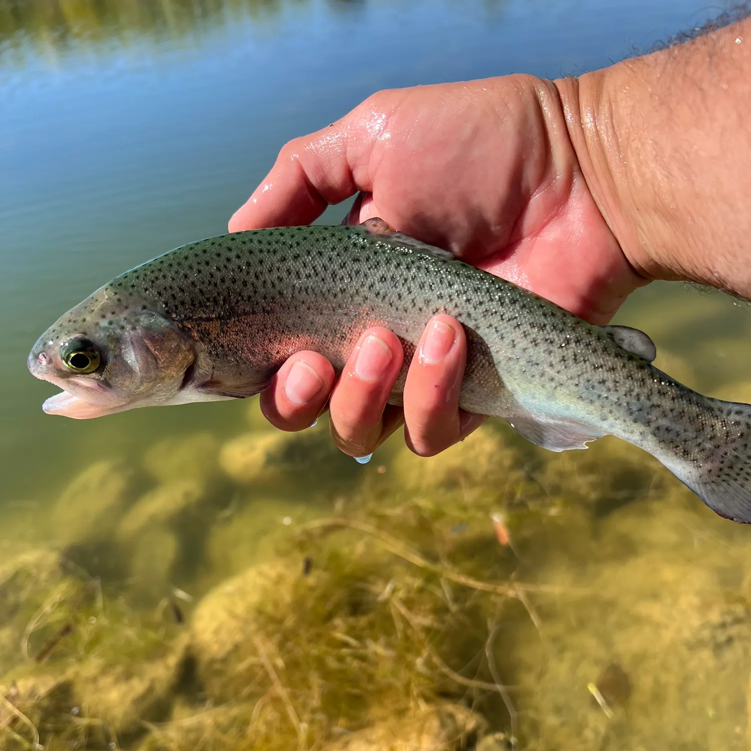 Fishing in Albuquerque, NM (United States) ️️️️ Find Spots, Species & Tips