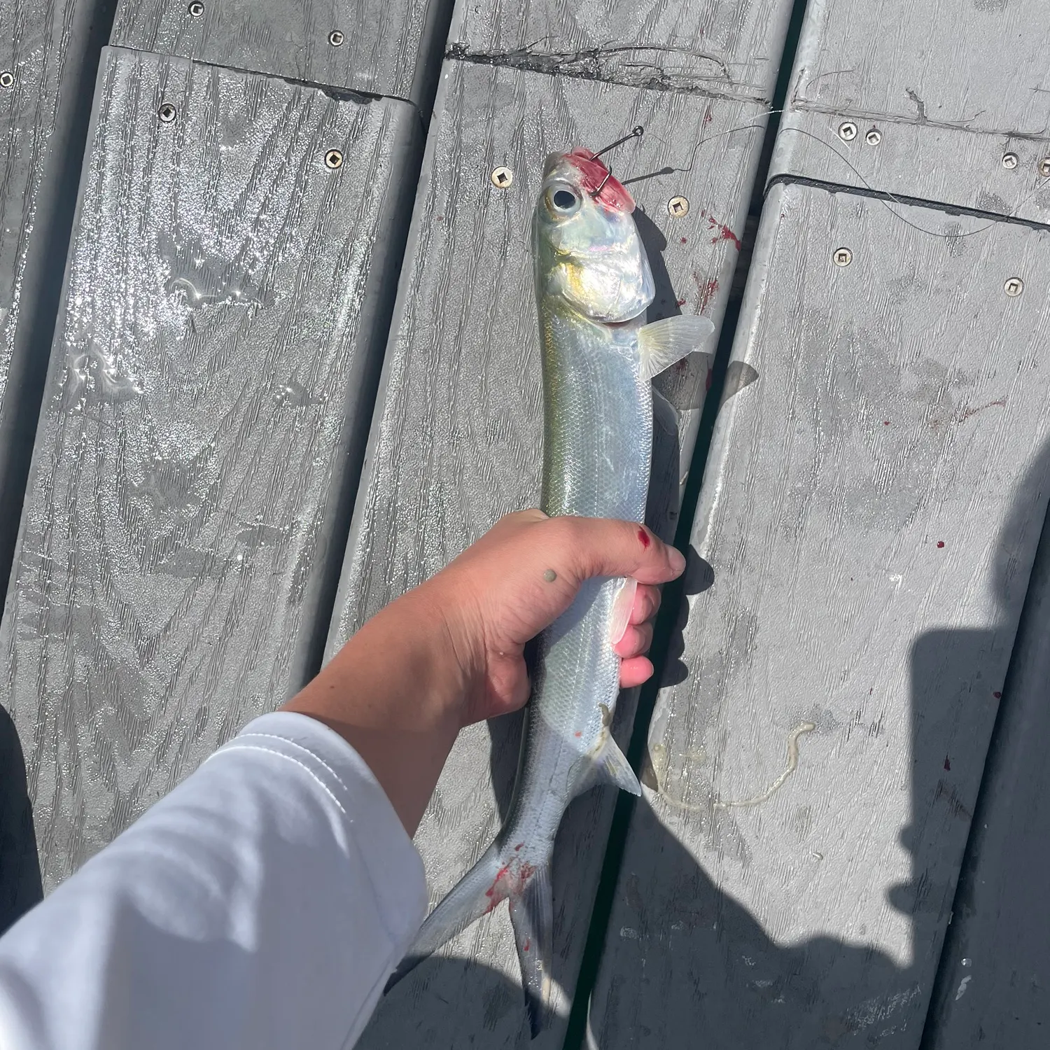 The most recent Ladyfish catches on Fishbrain
