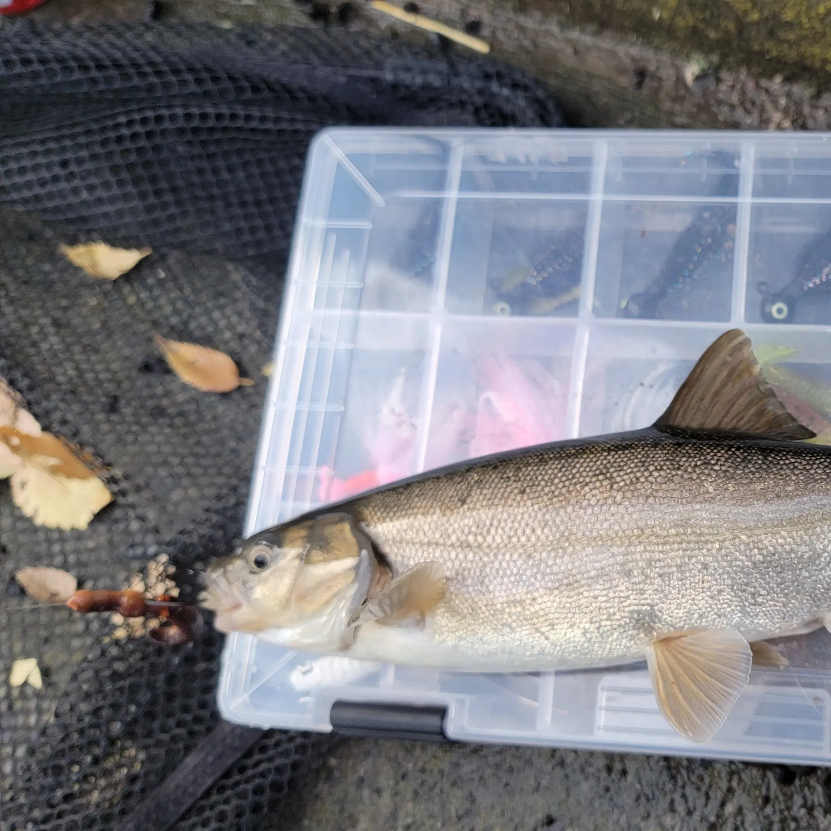 The most recent Chiselmouth catches on Fishbrain