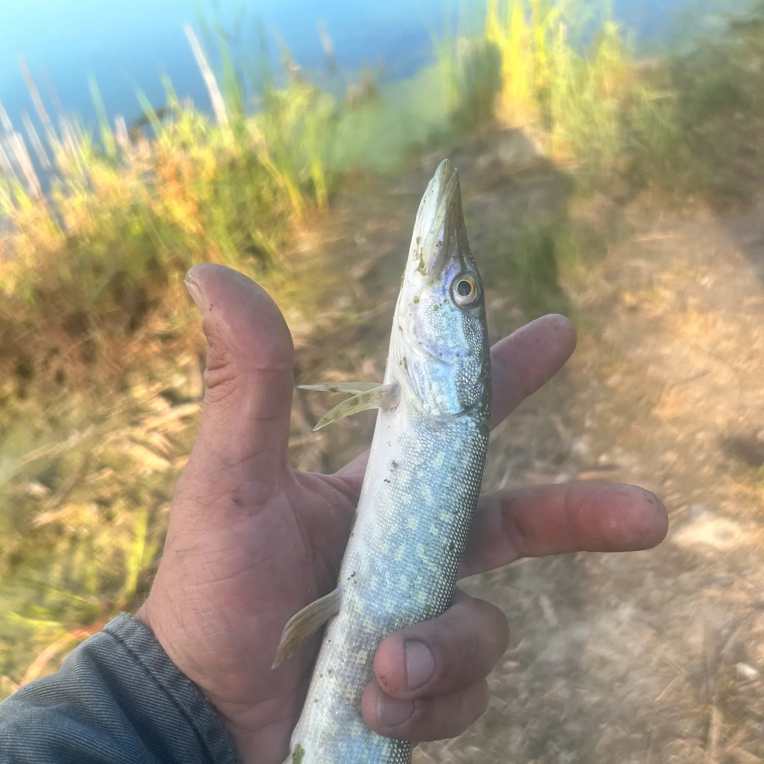Northern pike caught on Fishbrain