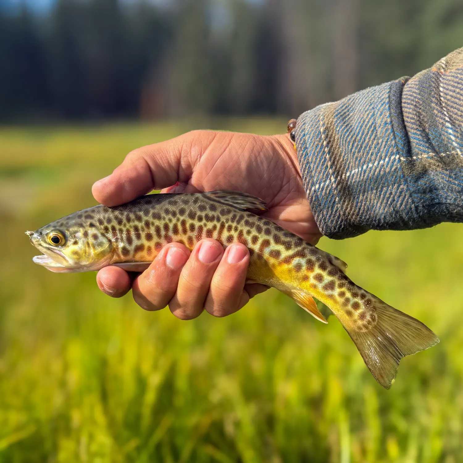 Tiger trout caught on Fishbrain