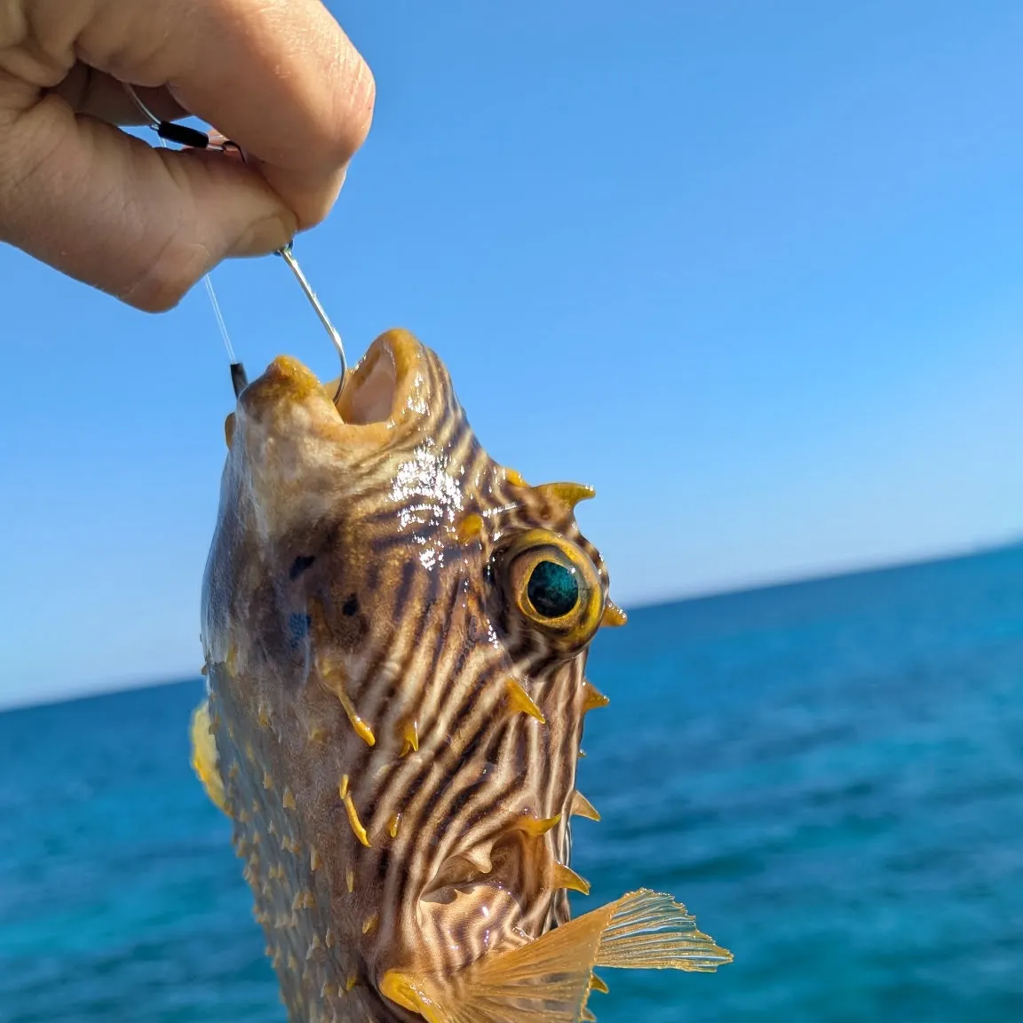 The most recent Map puffer catches on Fishbrain