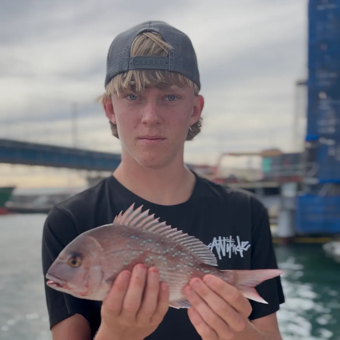 The most recent Australasian snapper catches on Fishbrain