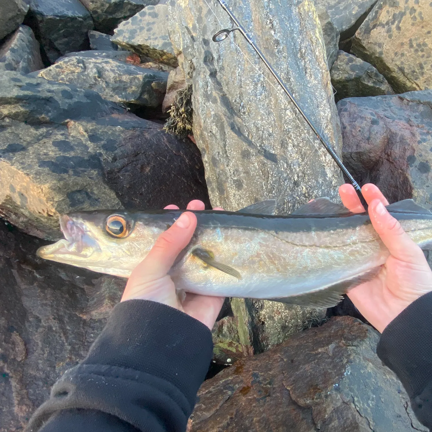 The most recent Pollack catches on Fishbrain