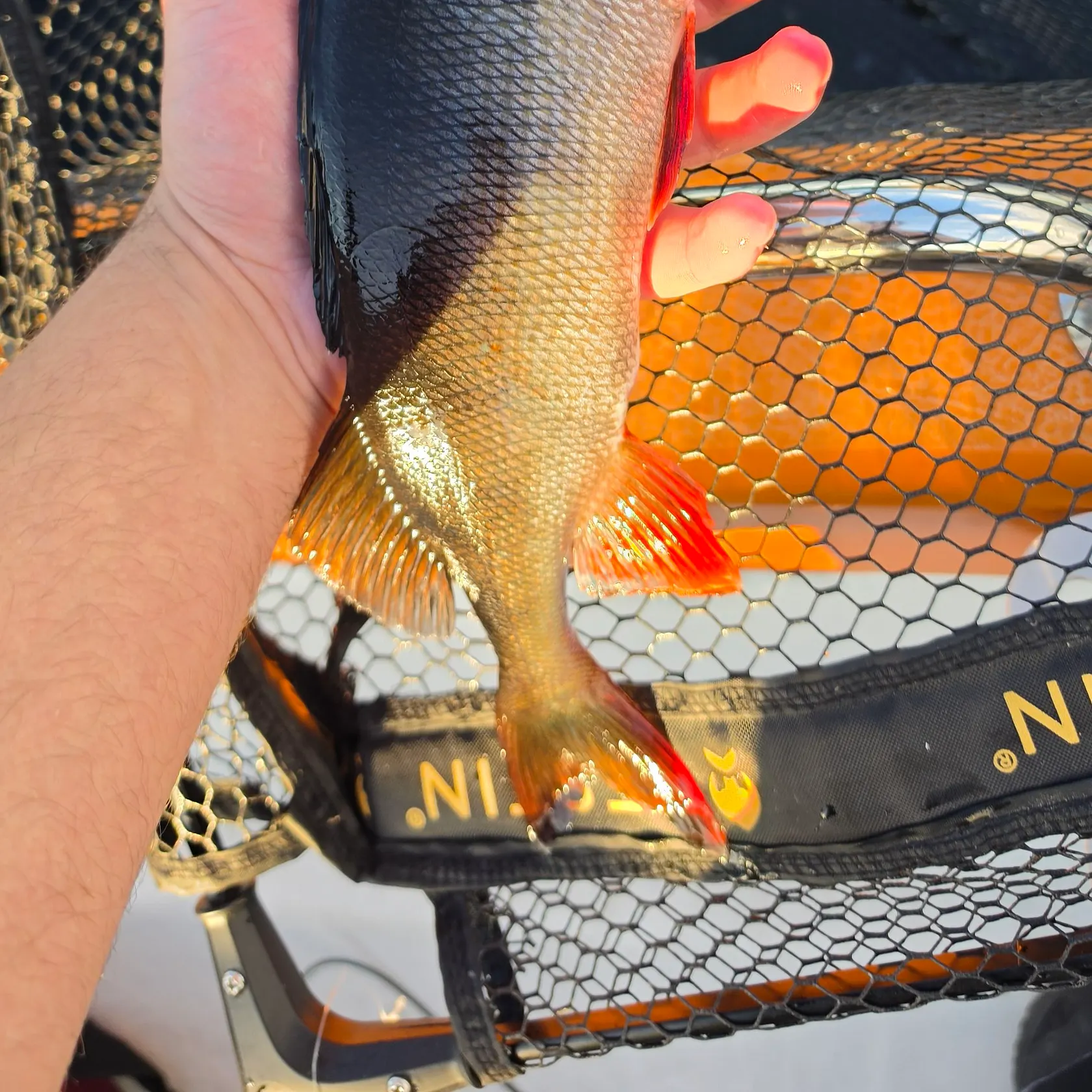 European perch caught on Fishbrain