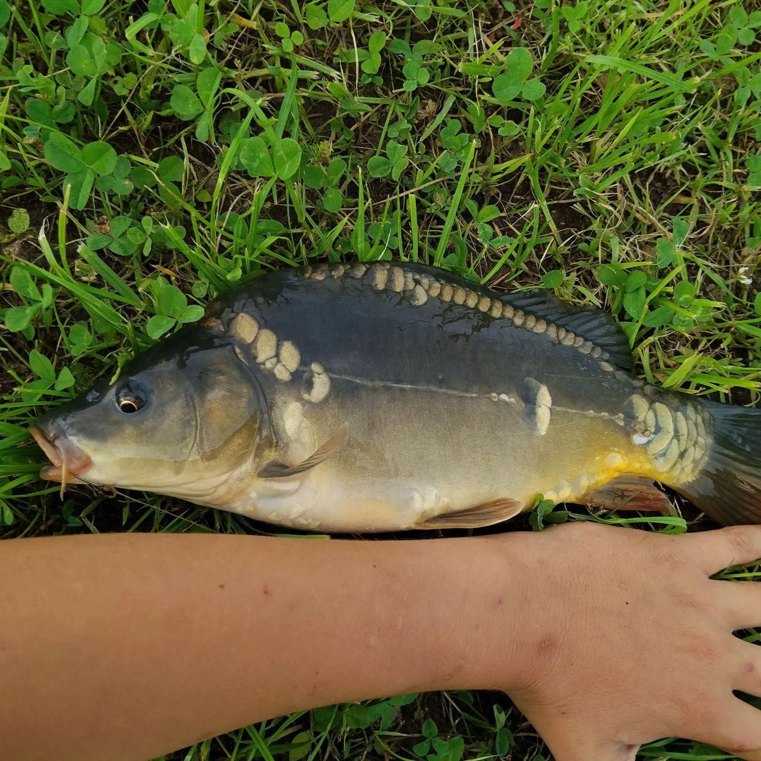 Leather carp caught on Fishbrain