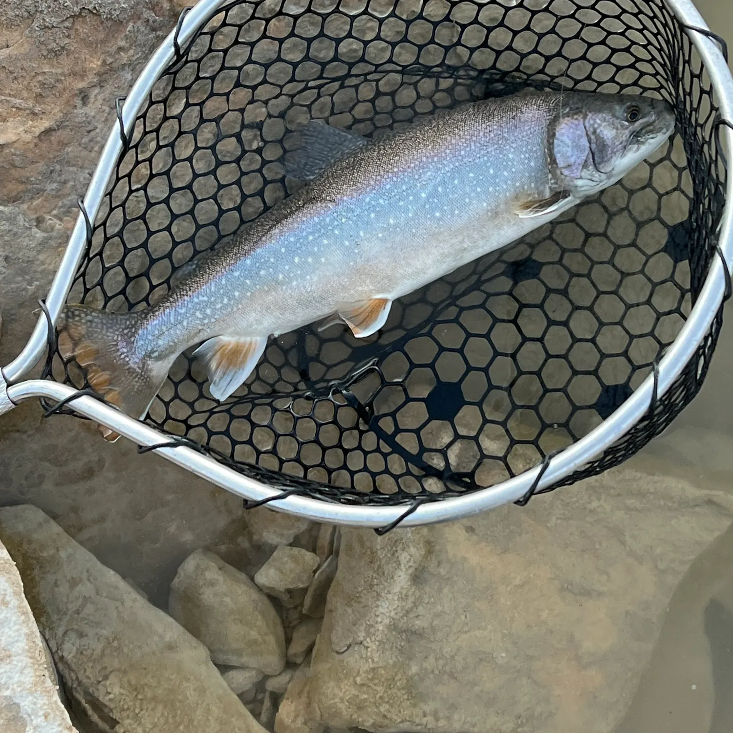 The most recent Splake catches on Fishbrain