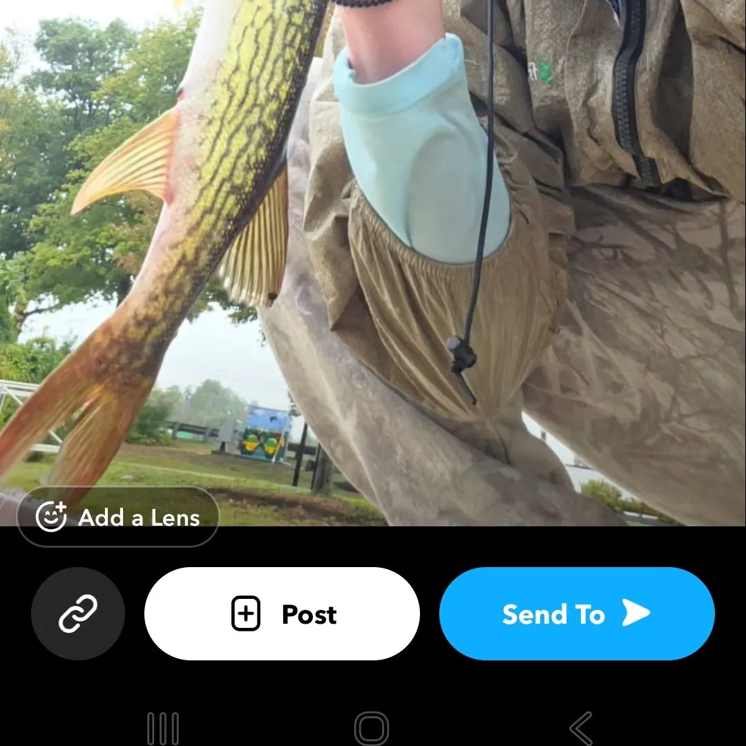 Chain pickerel caught on Fishbrain