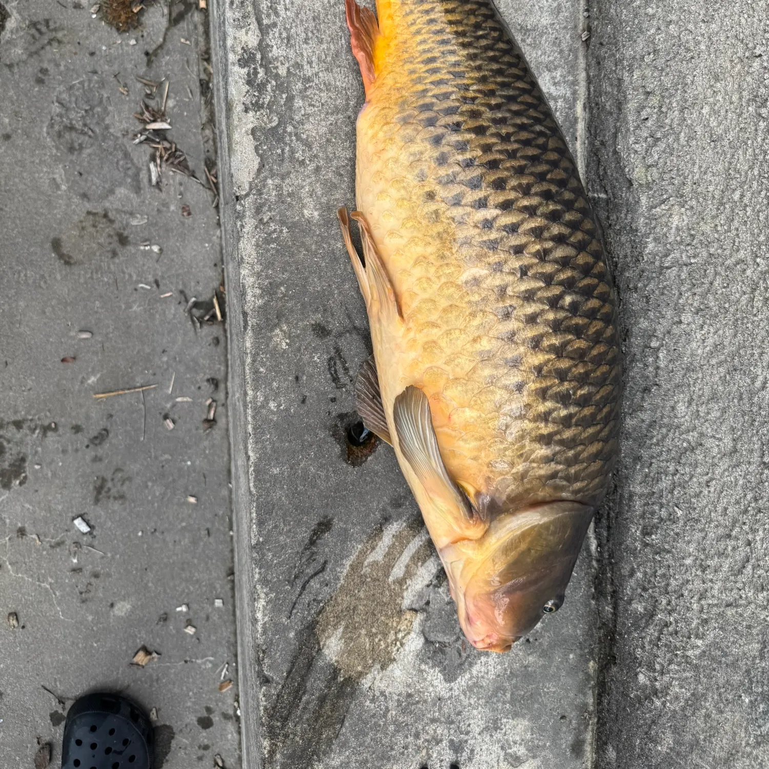 Common carp caught on Fishbrain