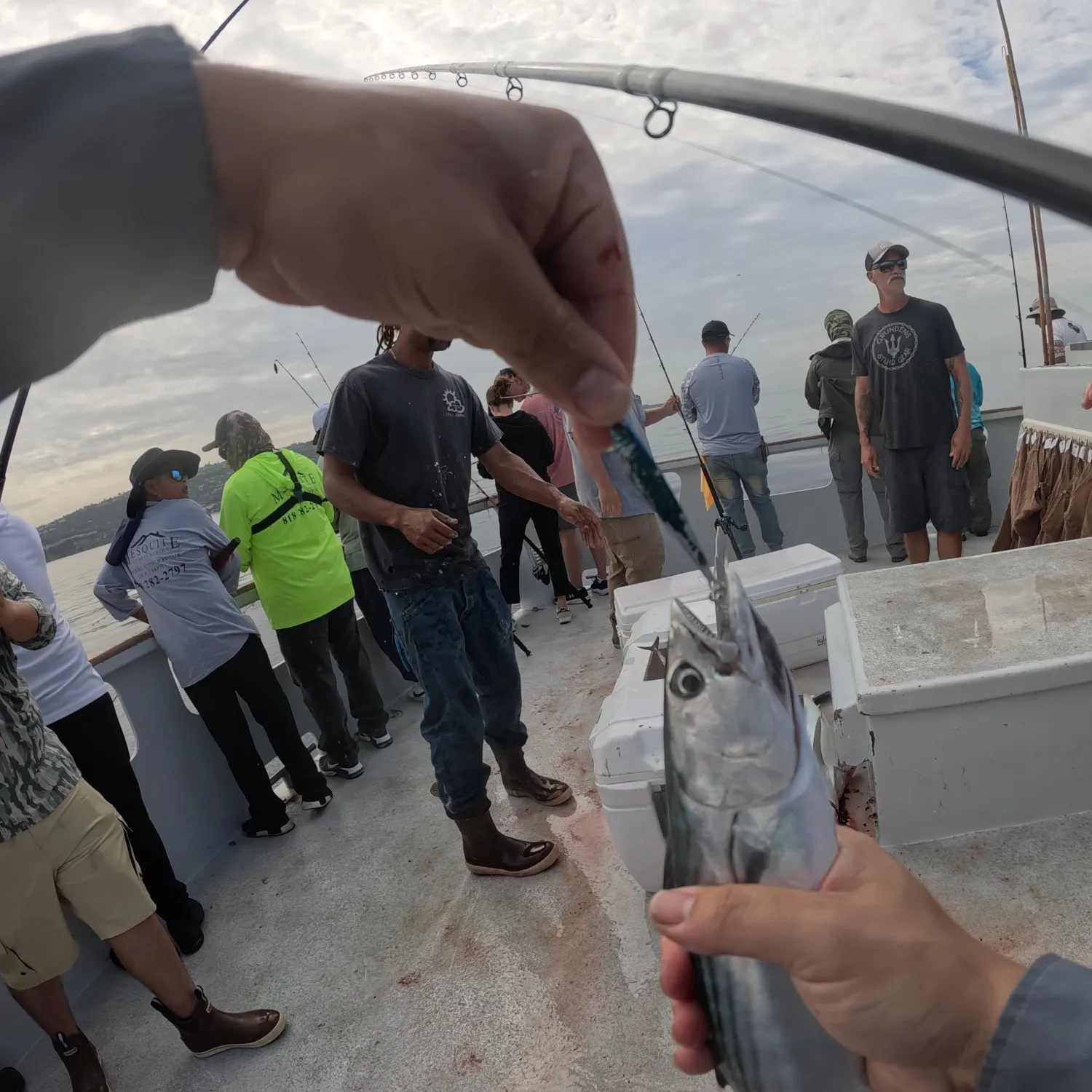 Pacific bonito caught on Fishbrain
