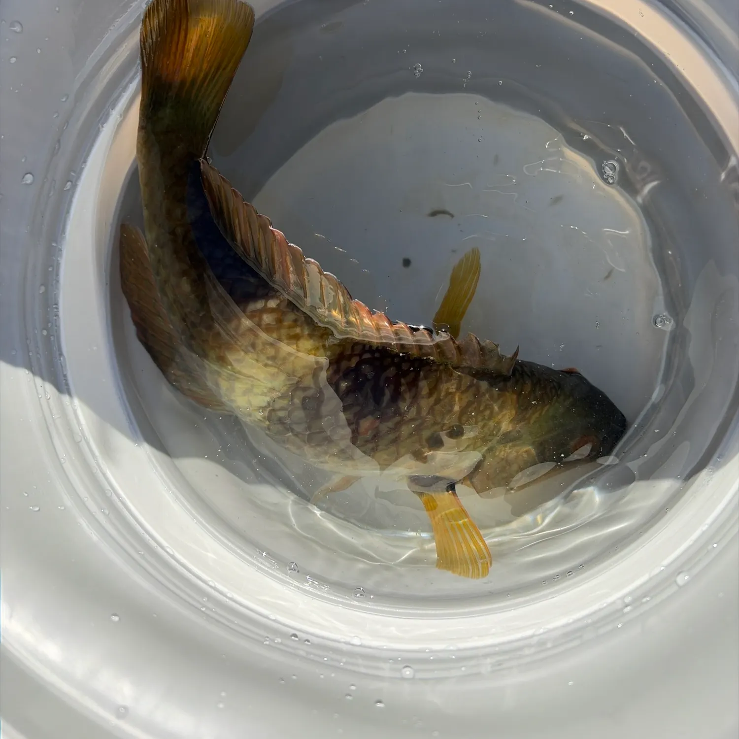 The most recent Blue-throated wrasse catches on Fishbrain